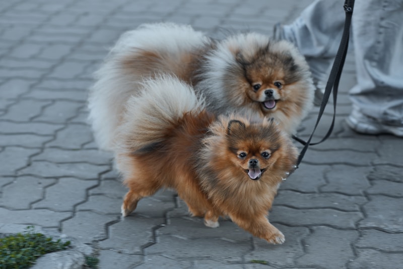 Charming fluffy pomeranian pair