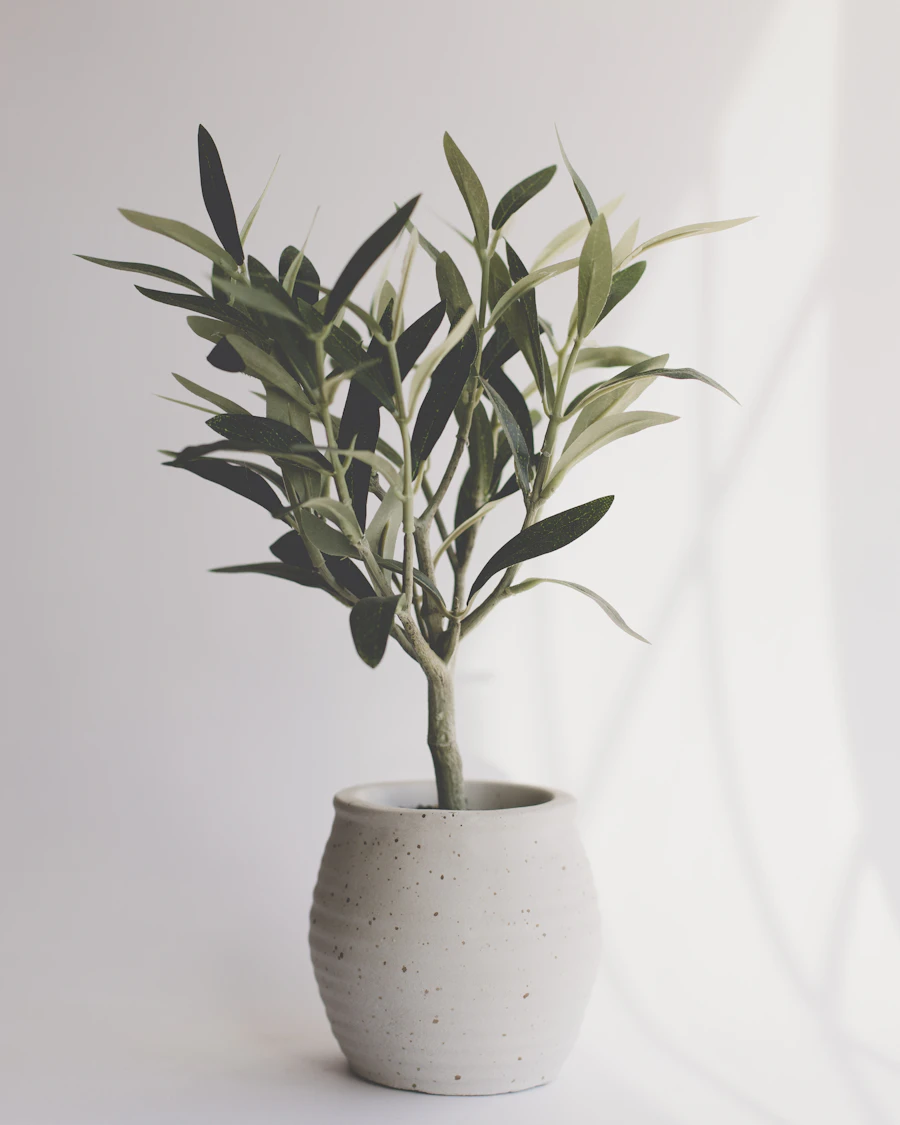 A young olive tree in a pot
