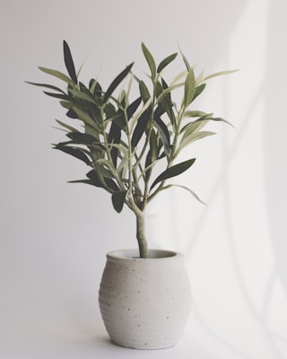Mini Olive Sapling