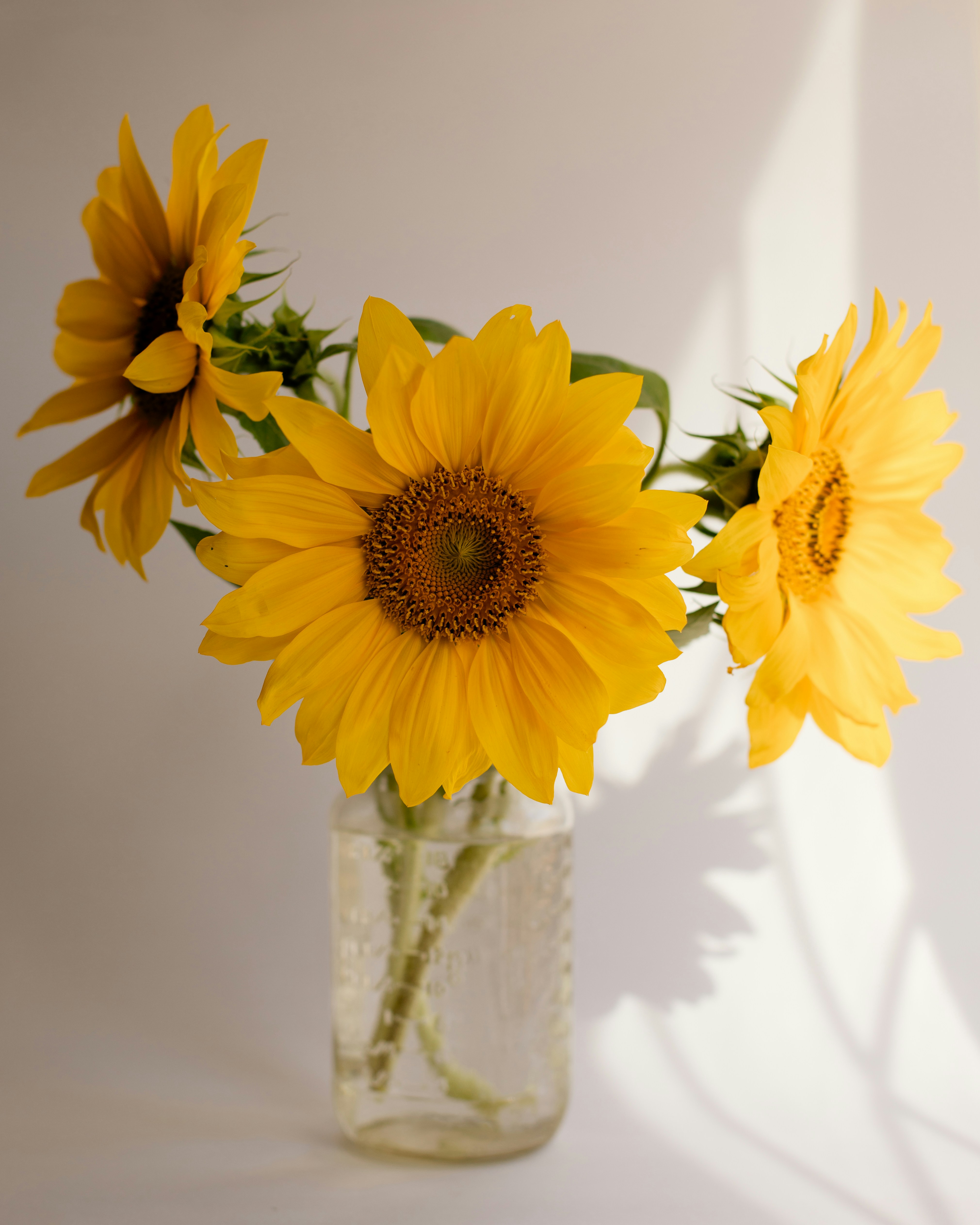 Three bright sunflowers in a glass vase.