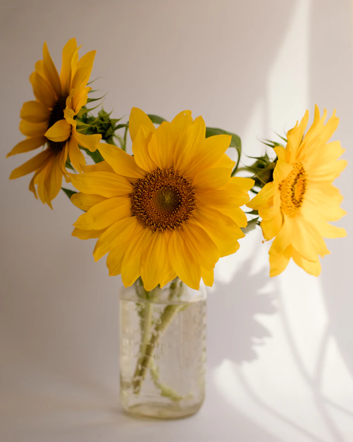 Bright sunflowers arranged in a glass vase