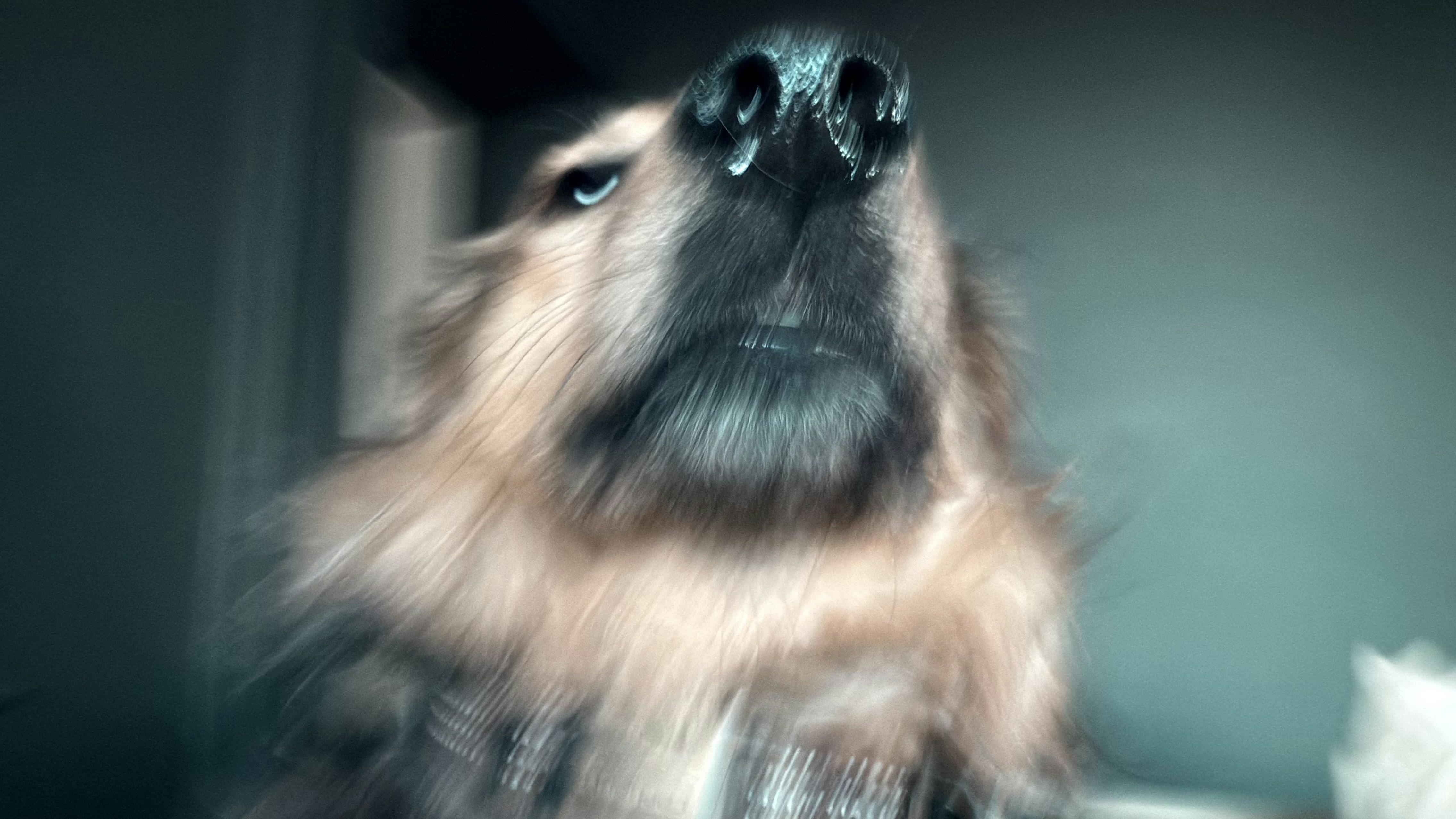 A german shepherd sniffing the air