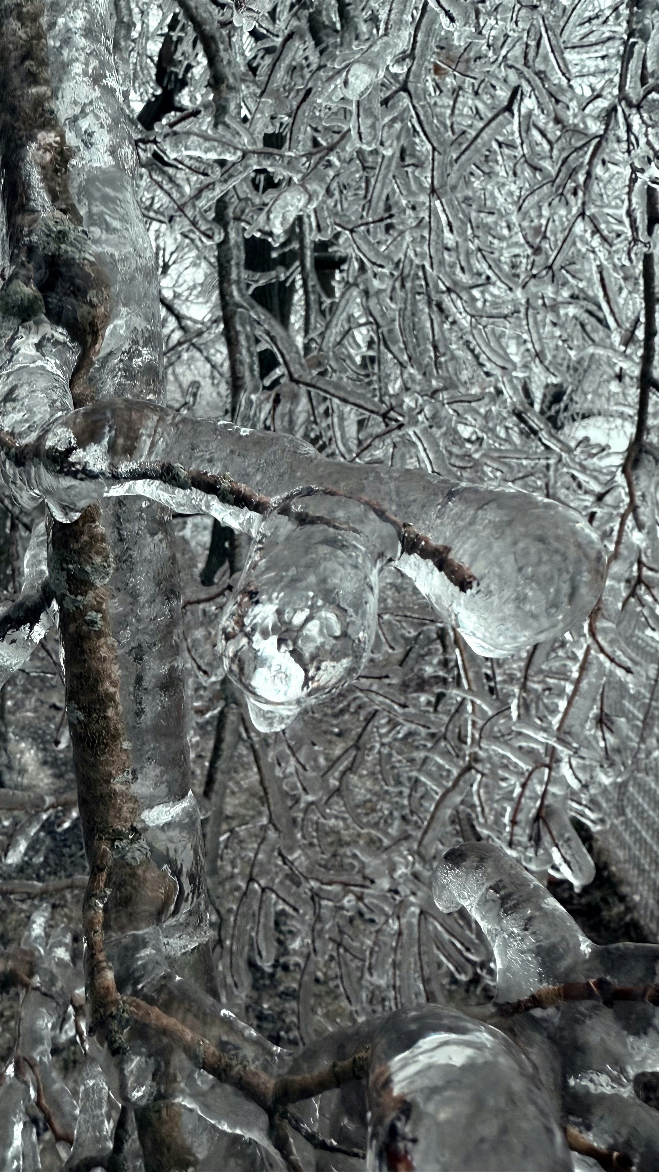 Branches covered in thick ice after a winter storm.