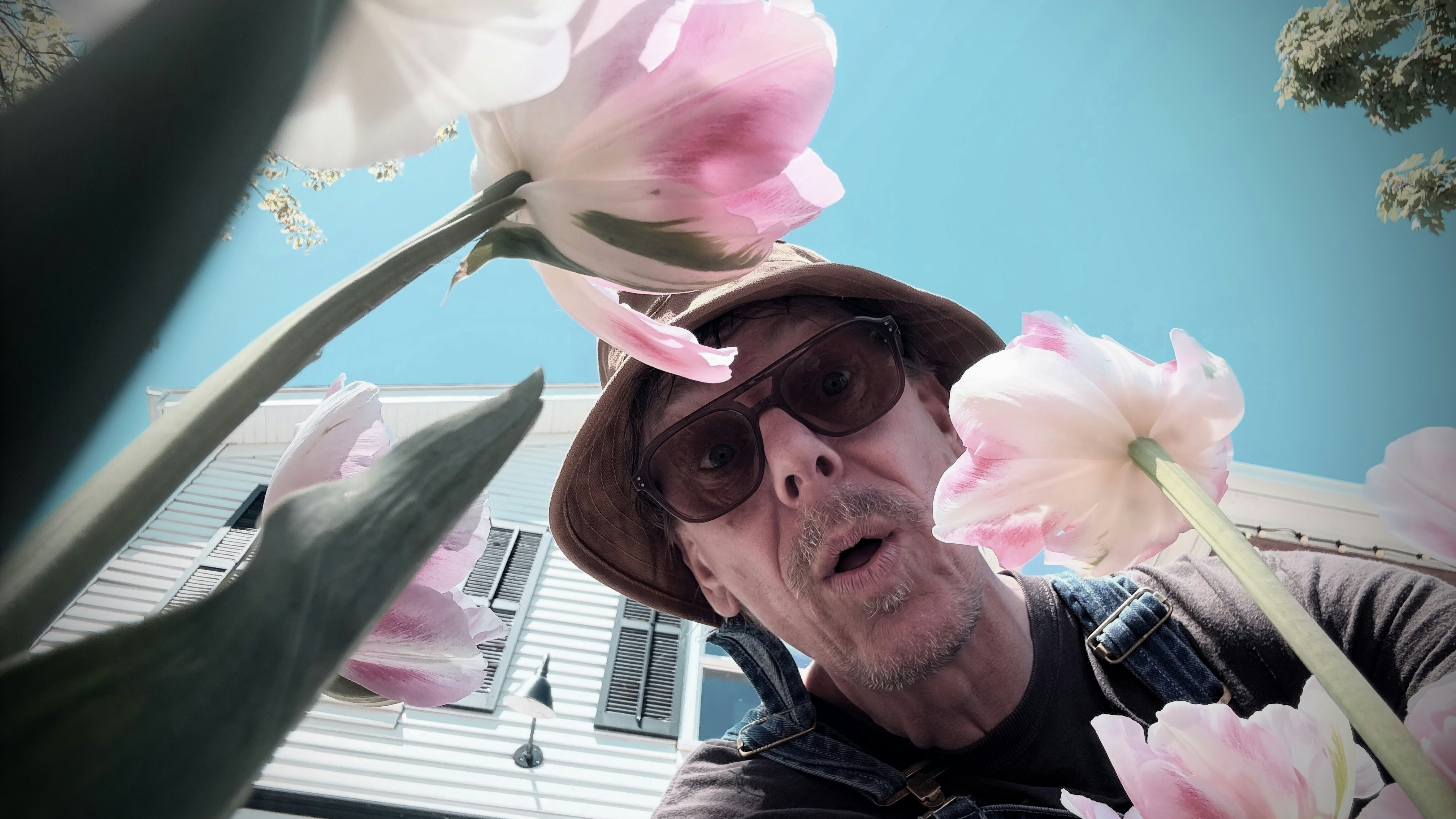 Man looking up through pink tulips towards blue sky