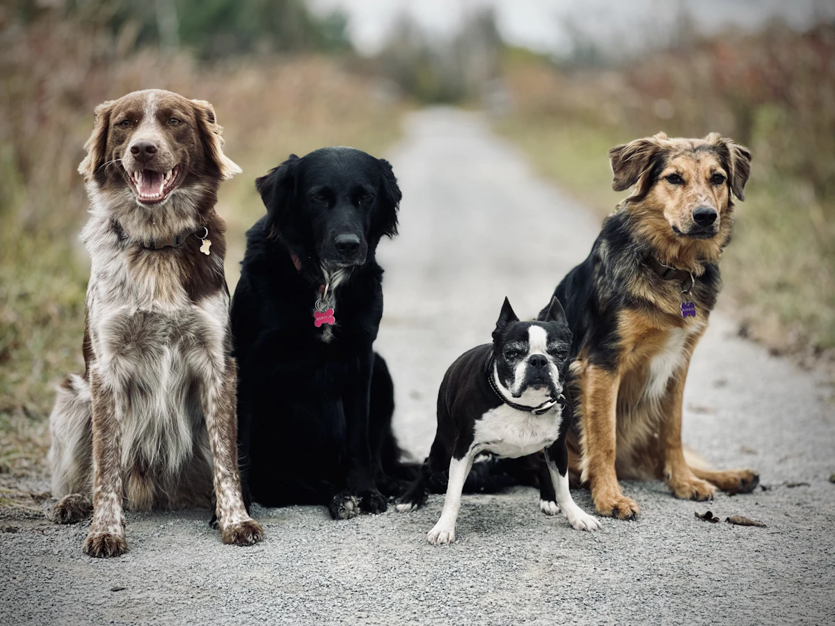 Mehrere Hunde sitzen gemeinsam im Freien
