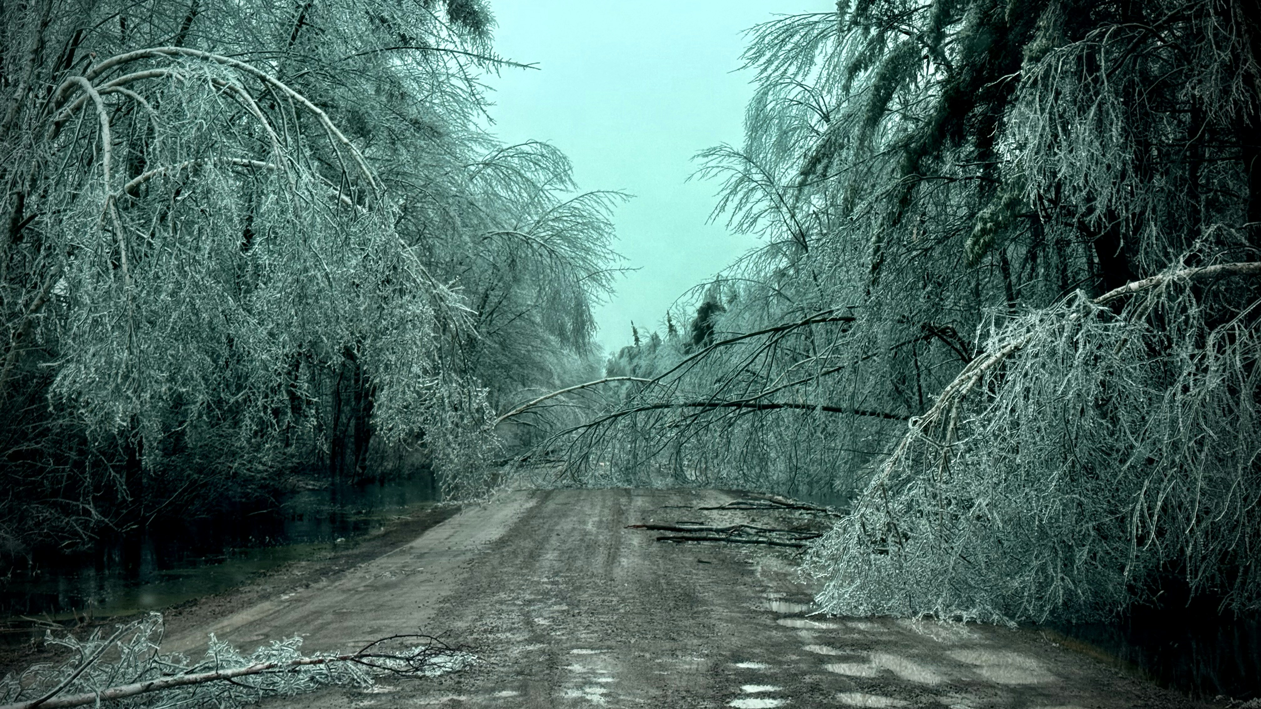 Fallen icy tree branches block a dirt road.
