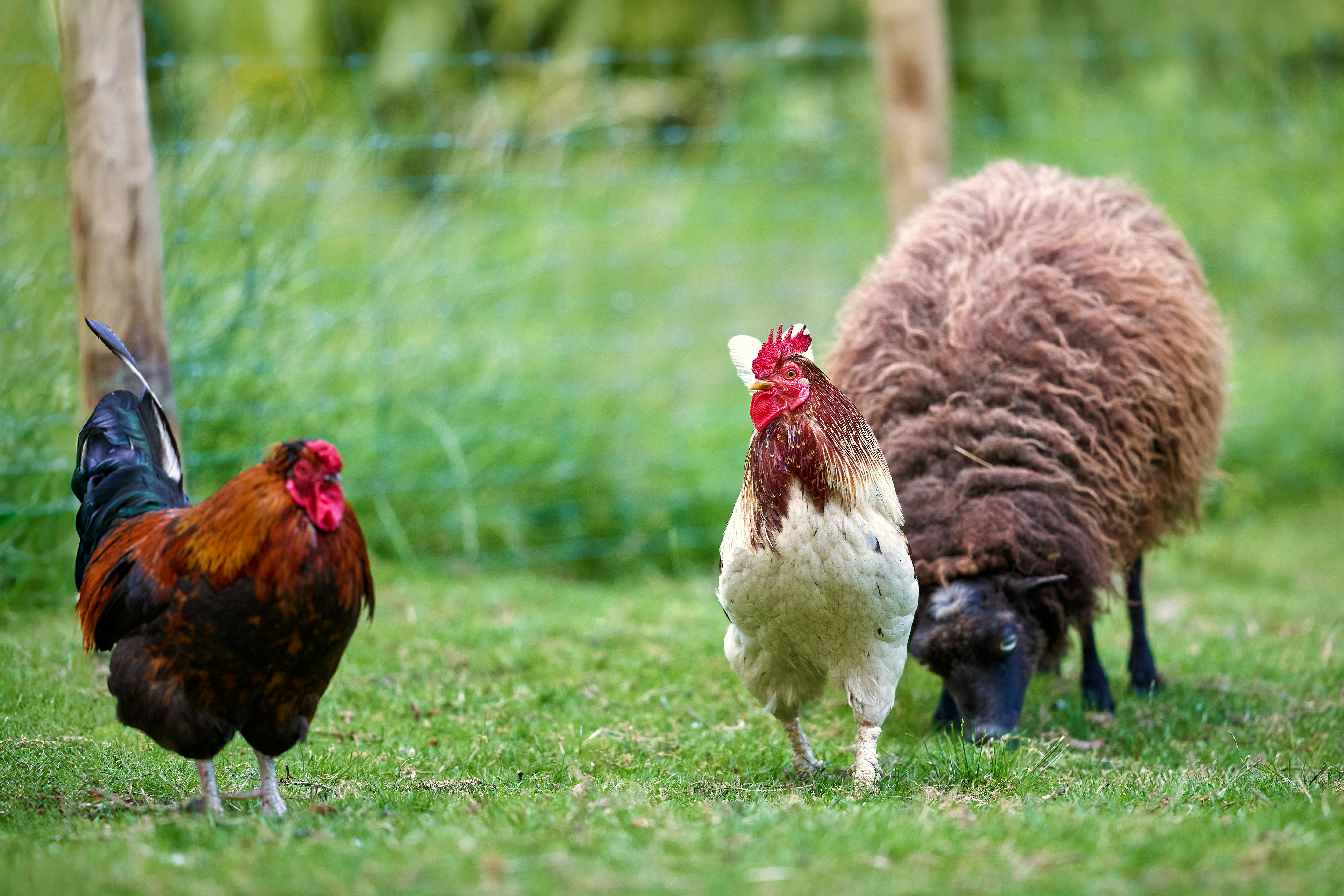 Картинка, поясняваща отговорите на въпроса