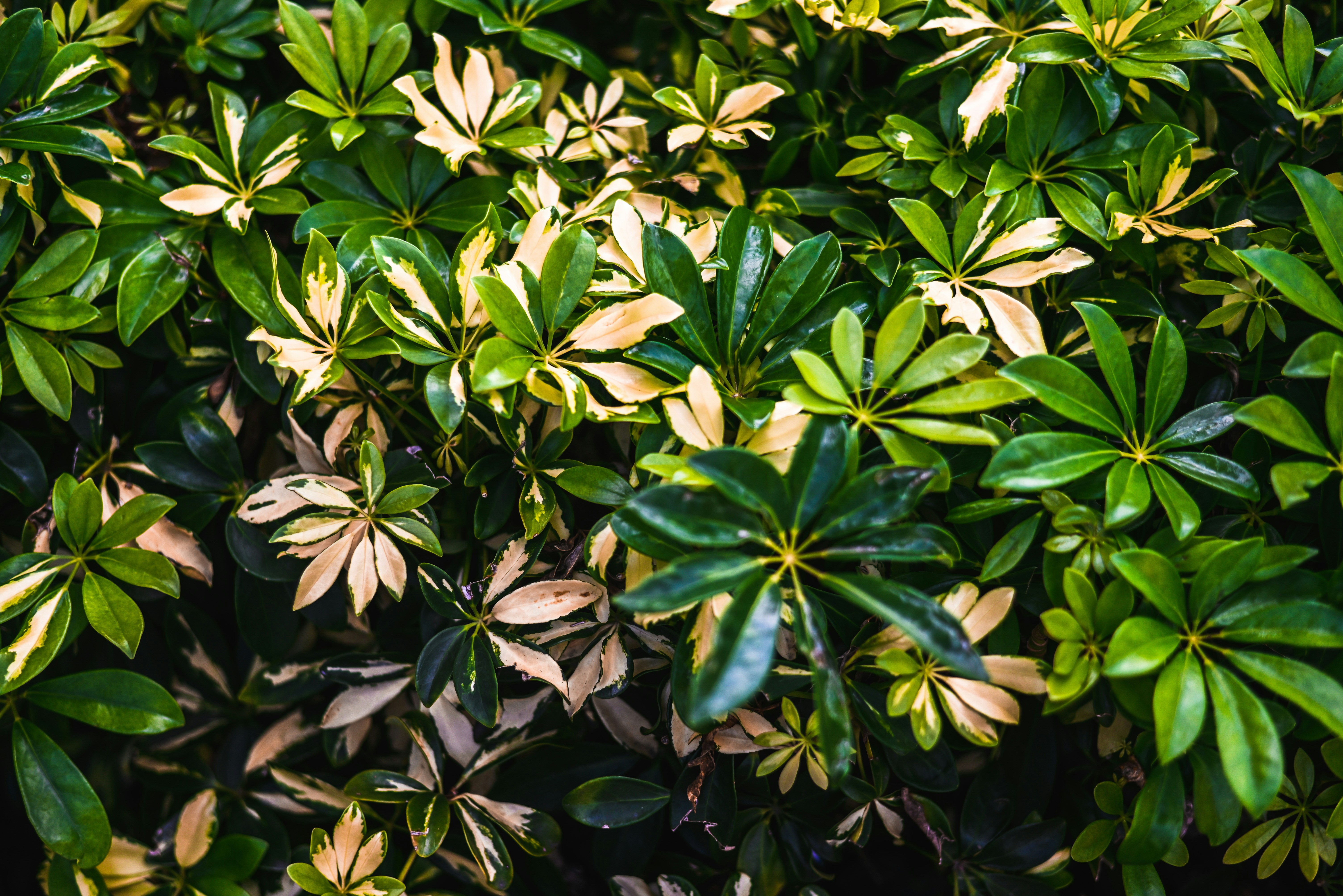 Photo by marcusdavid