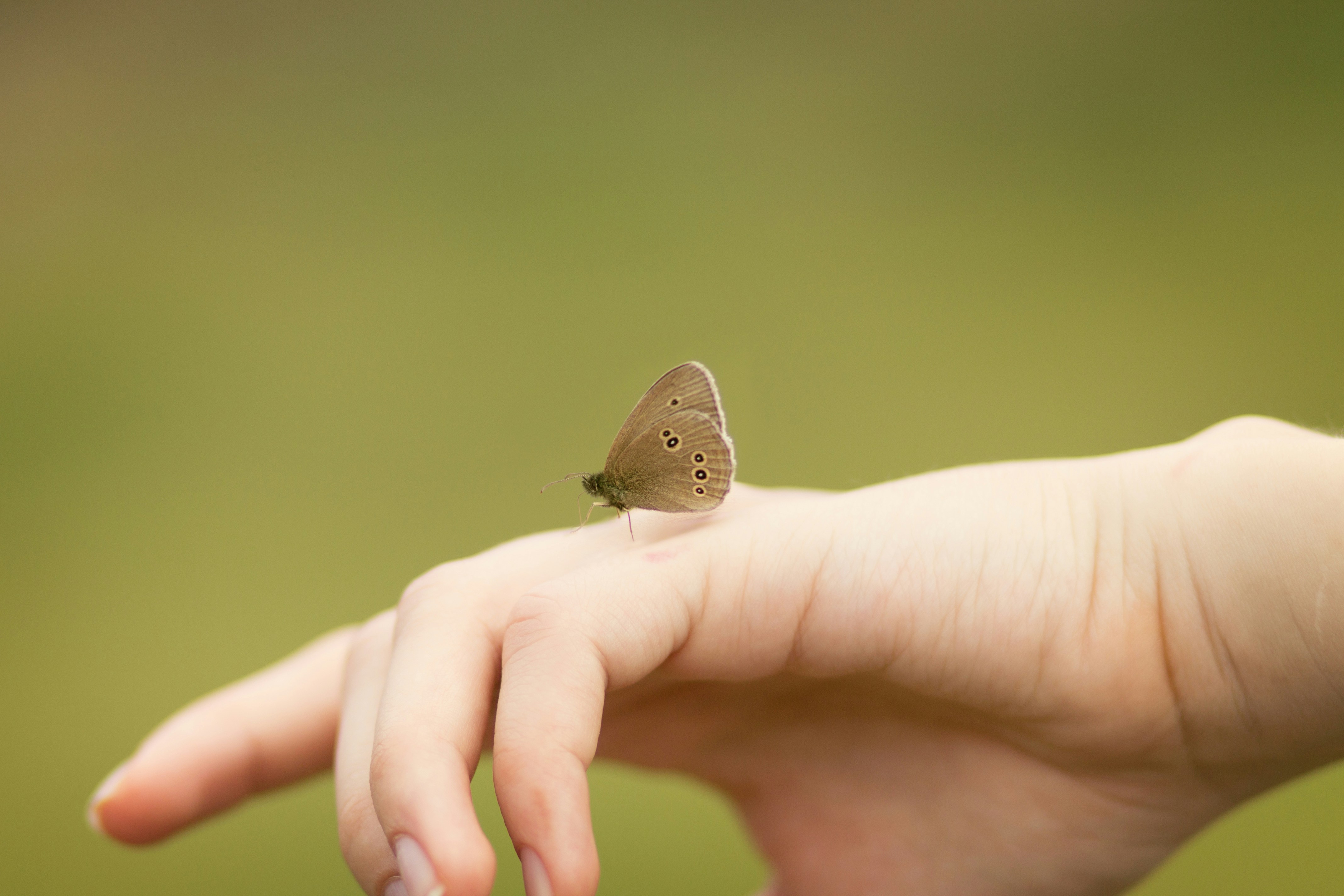 A small butterfly rests on a person's hand.