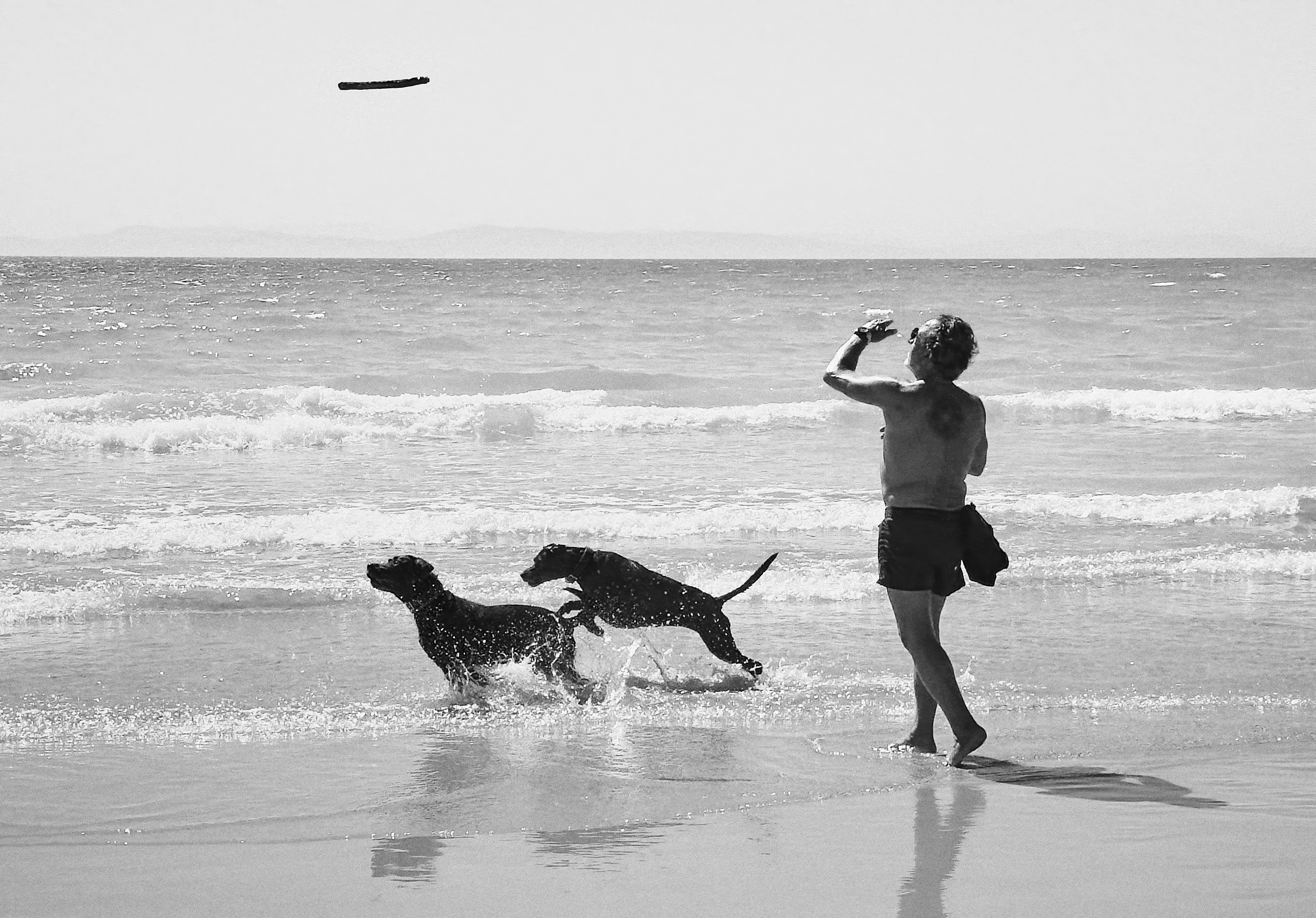 Woman throwing frisbee for dogs at the beach