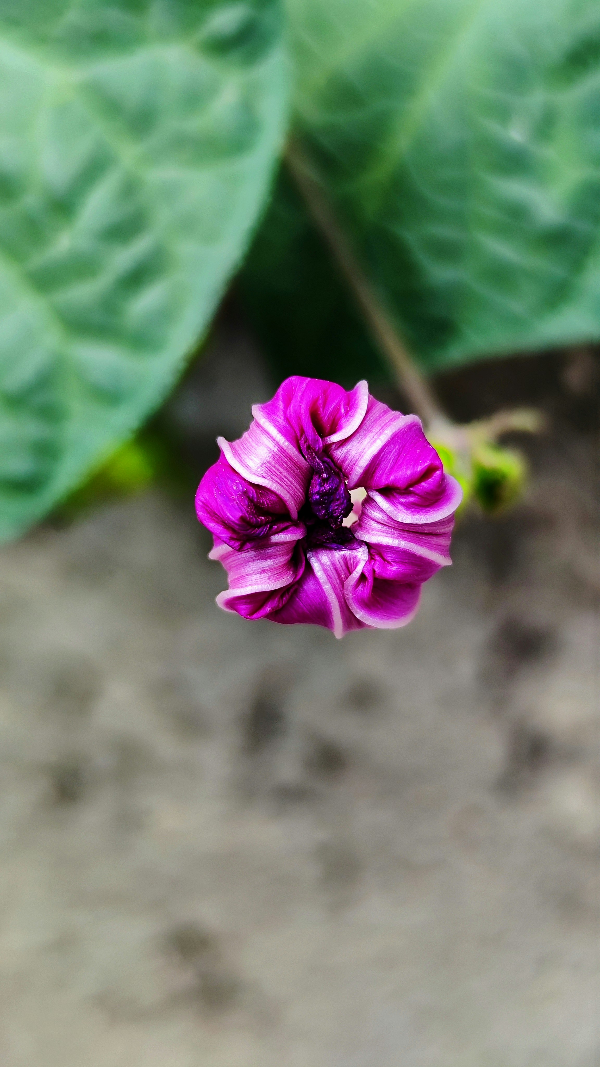 A vibrant purple flower bud with green leaves.