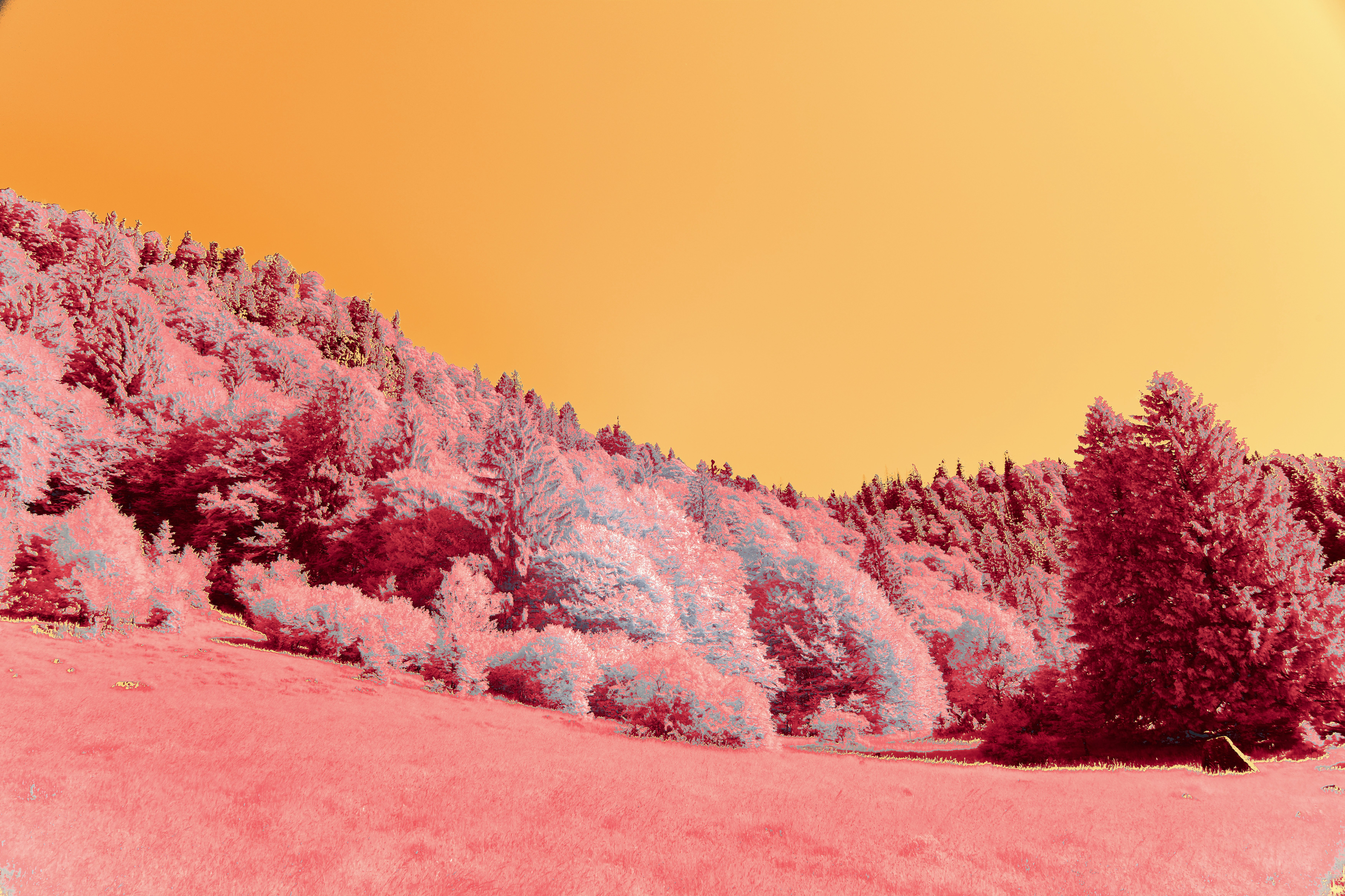 Photo by wolfgang_hasselmann