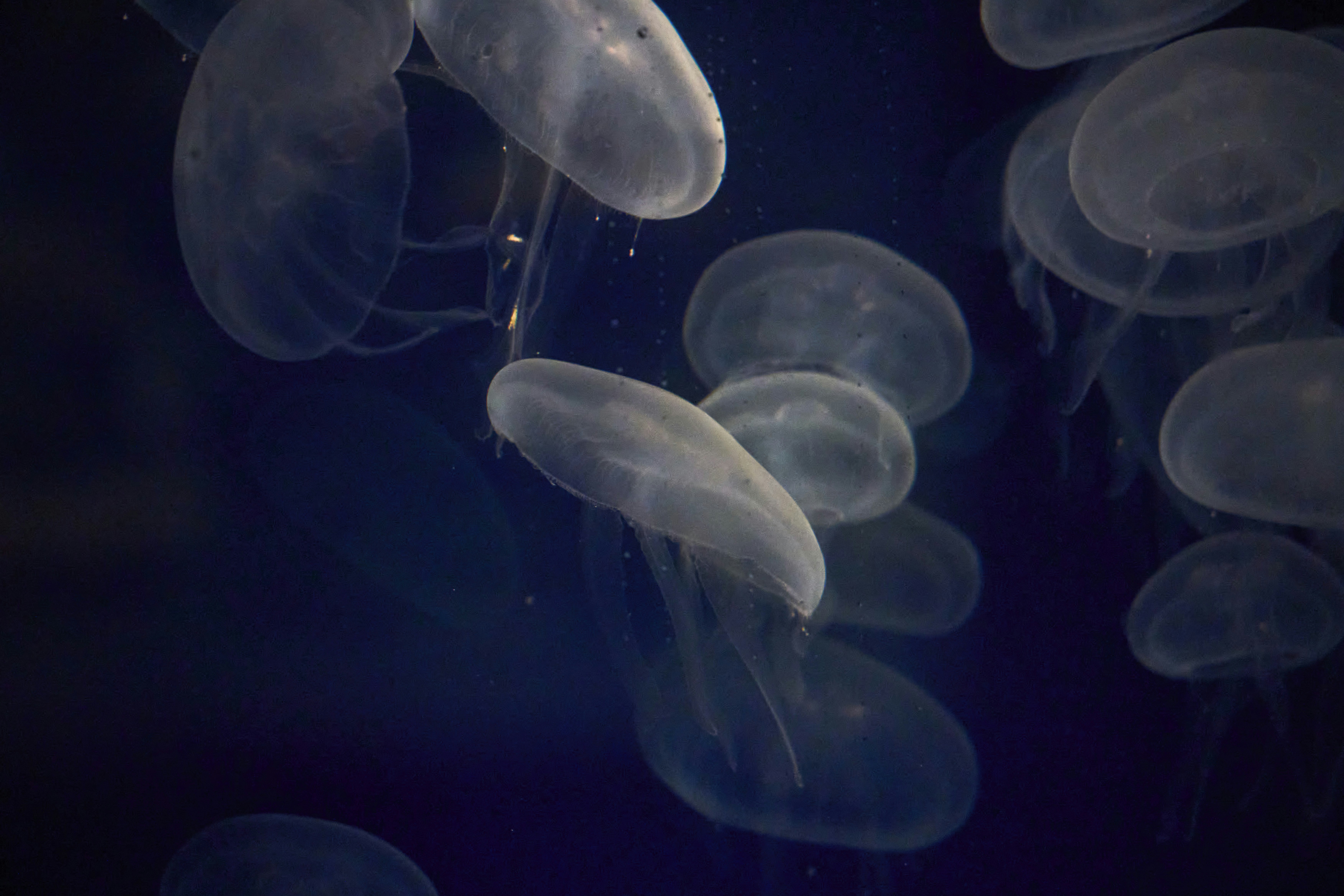 Photo by wolfgang_hasselmann