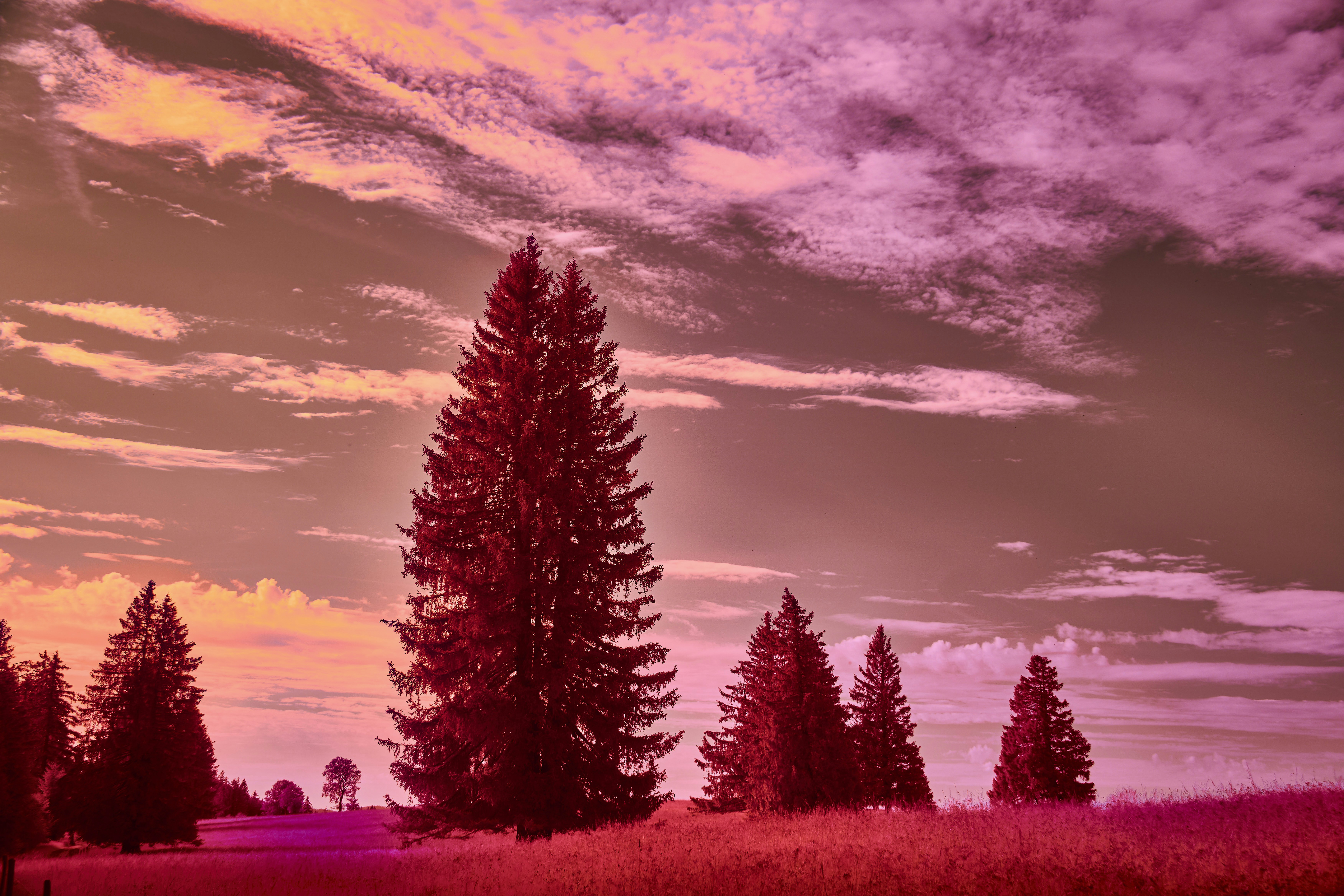 Photo by wolfgang_hasselmann