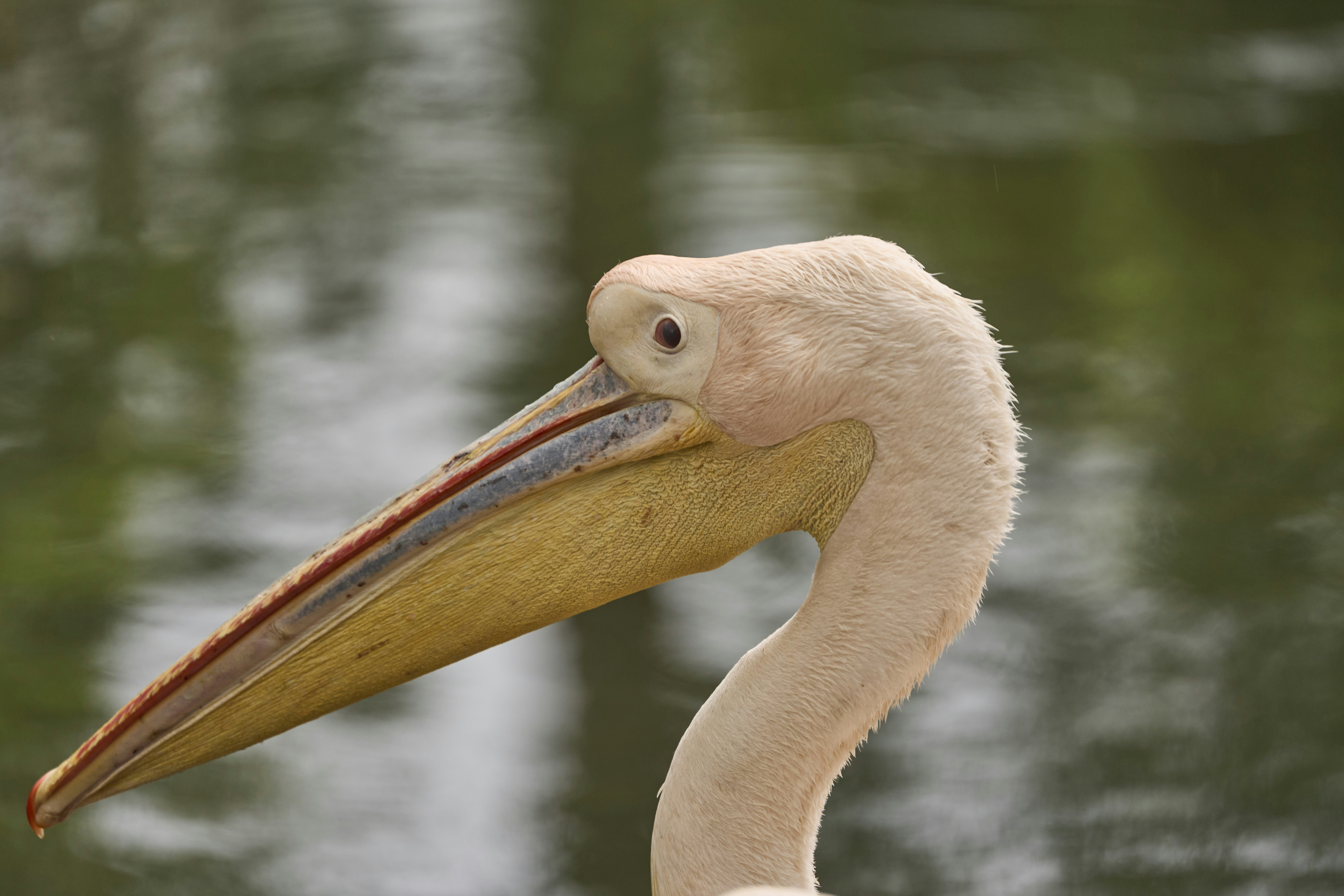 Photo by wolfgang_hasselmann