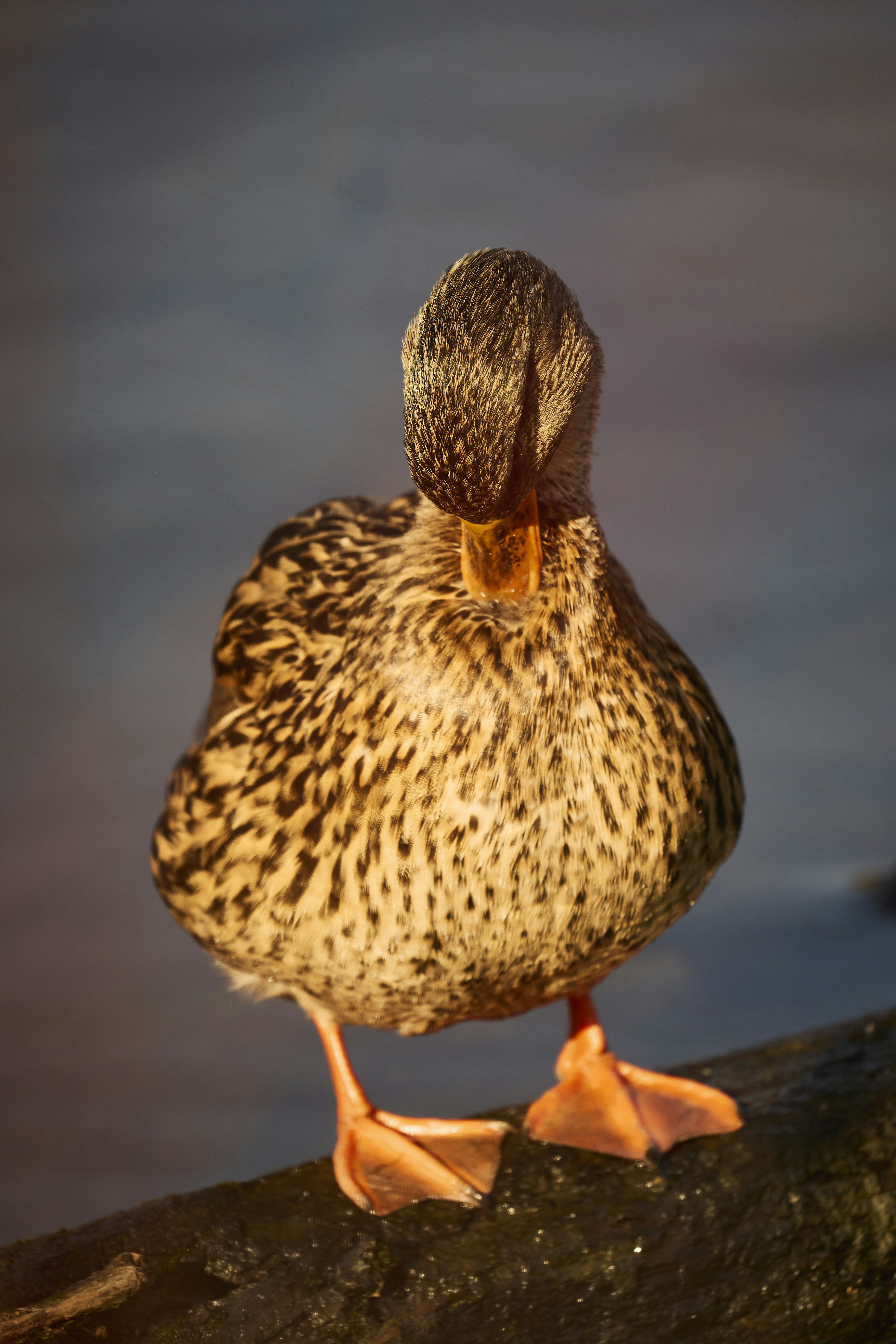 Photo by wolfgang_hasselmann