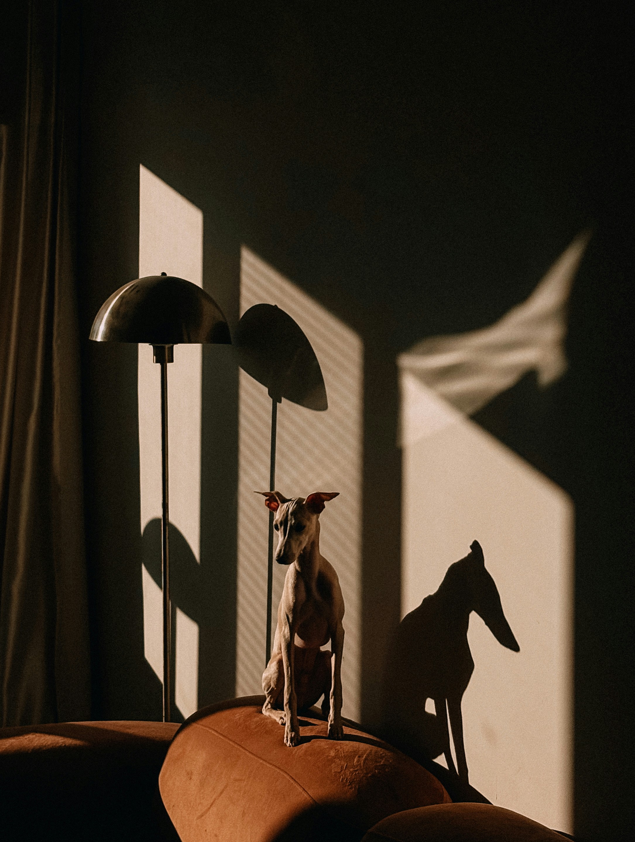 犬がドラマチックな影のあるソファに座っています。