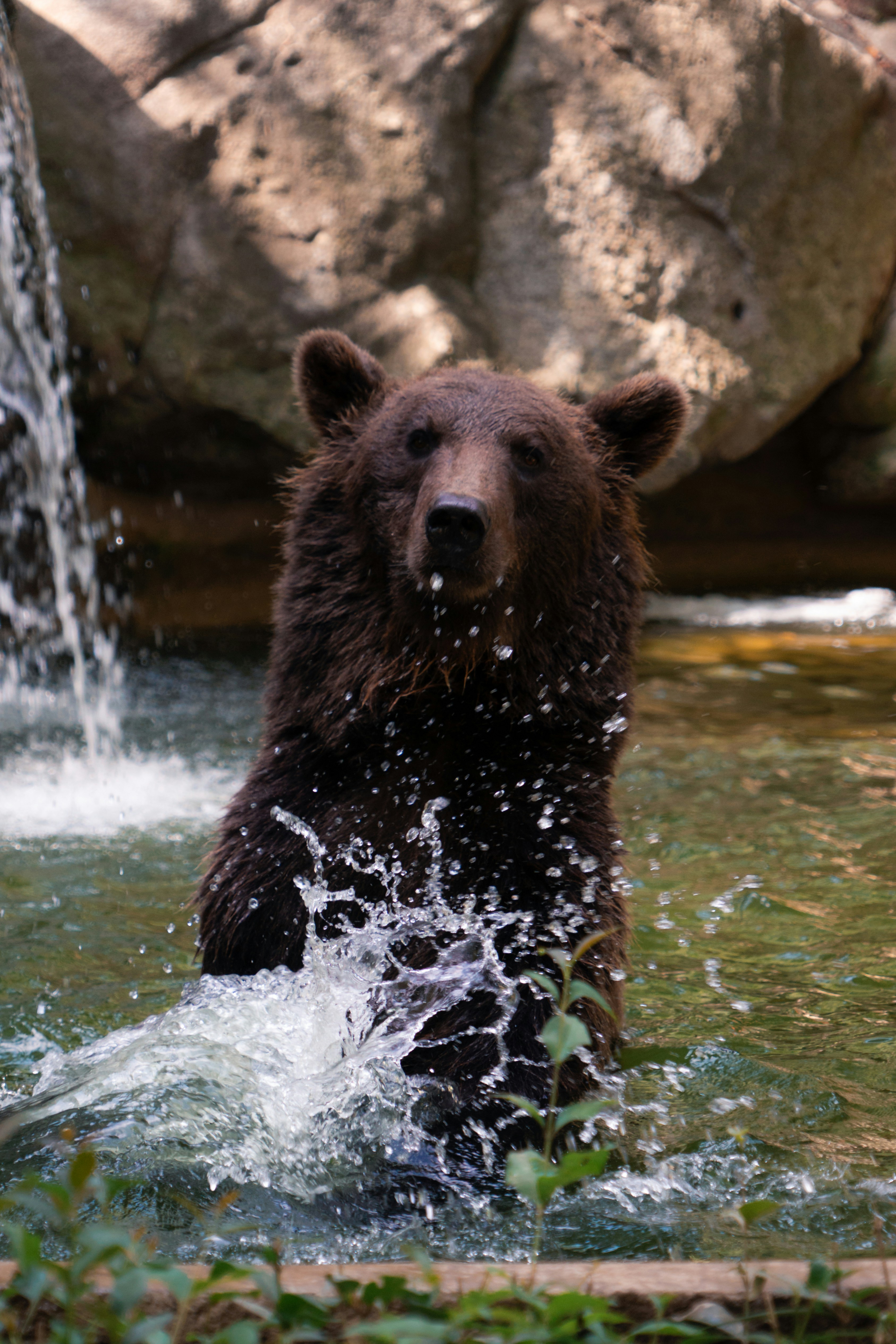 A brown bear splashes water while standing in a stream.
