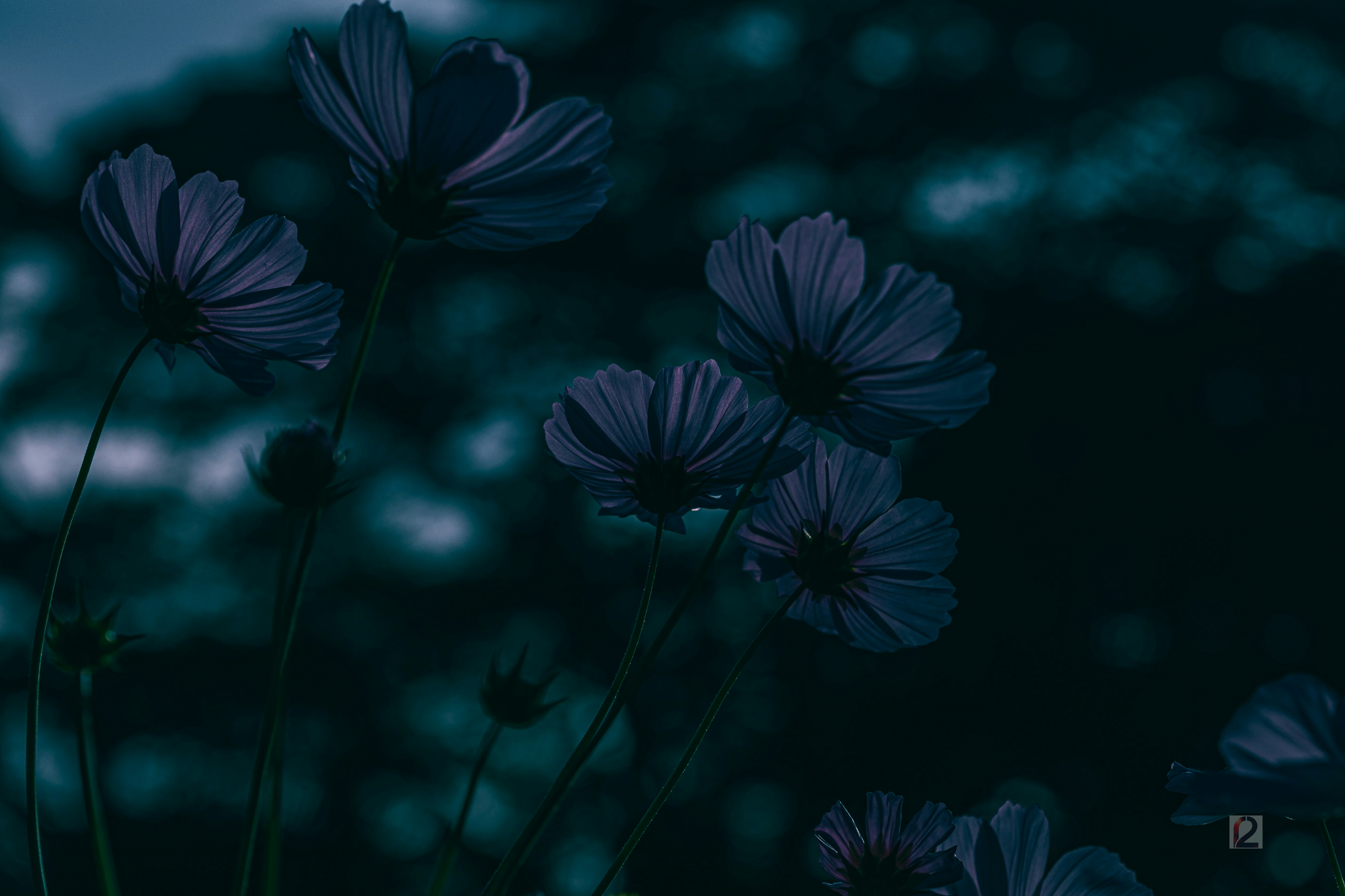 Dark blue flowers bloom against a blurred background.
