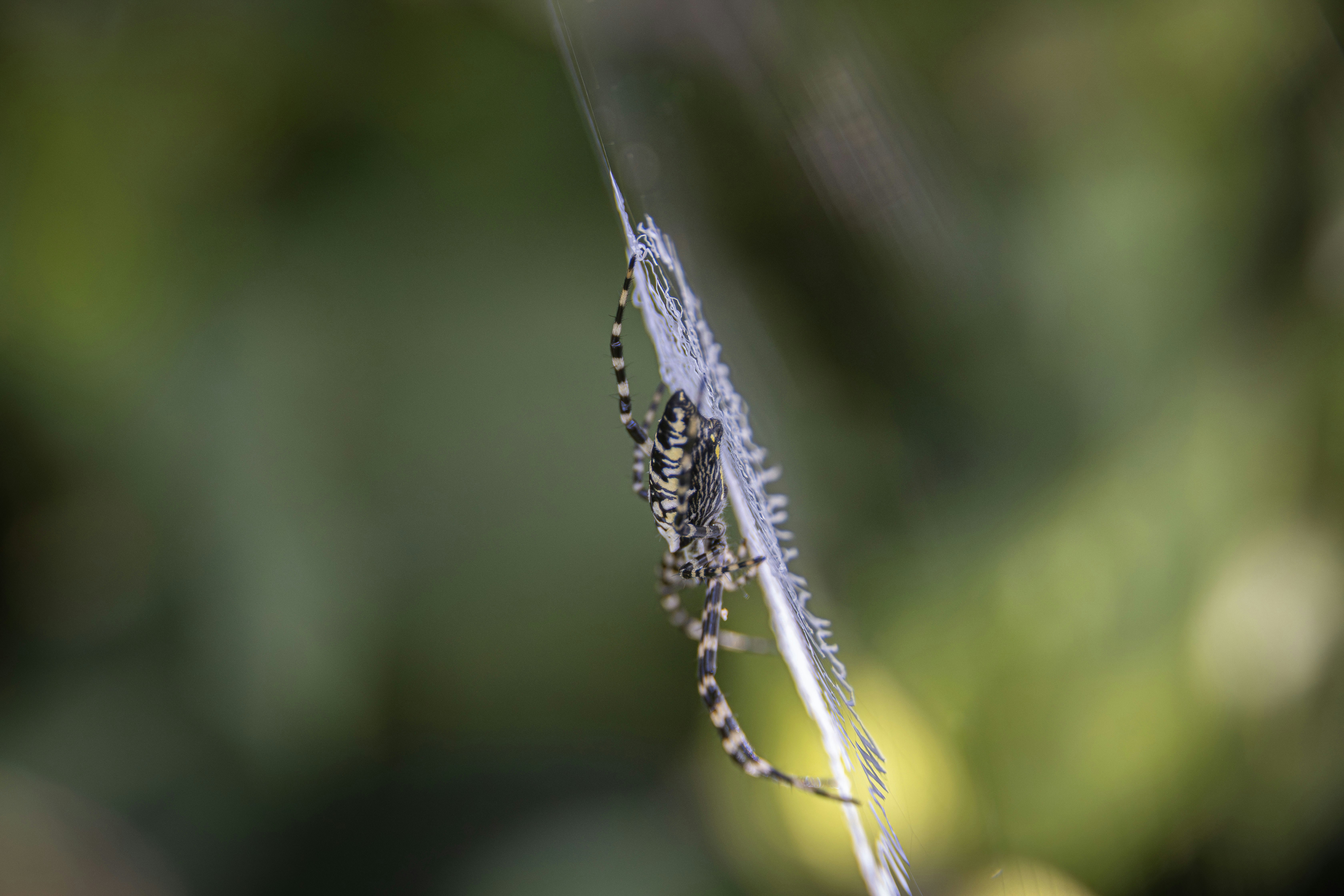 A spider with striped legs on a web.