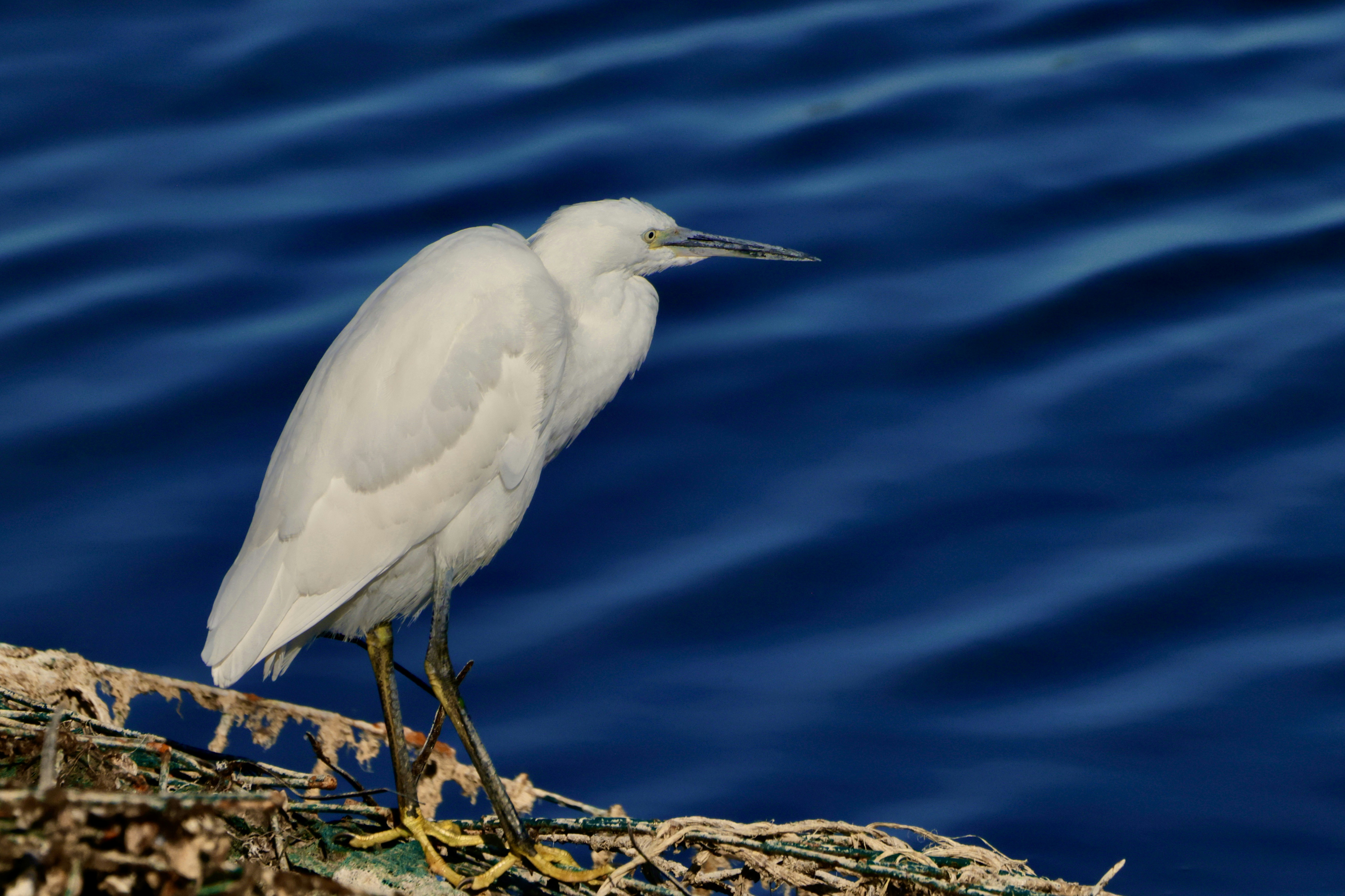 A white egret stands on a nest by the ocean.