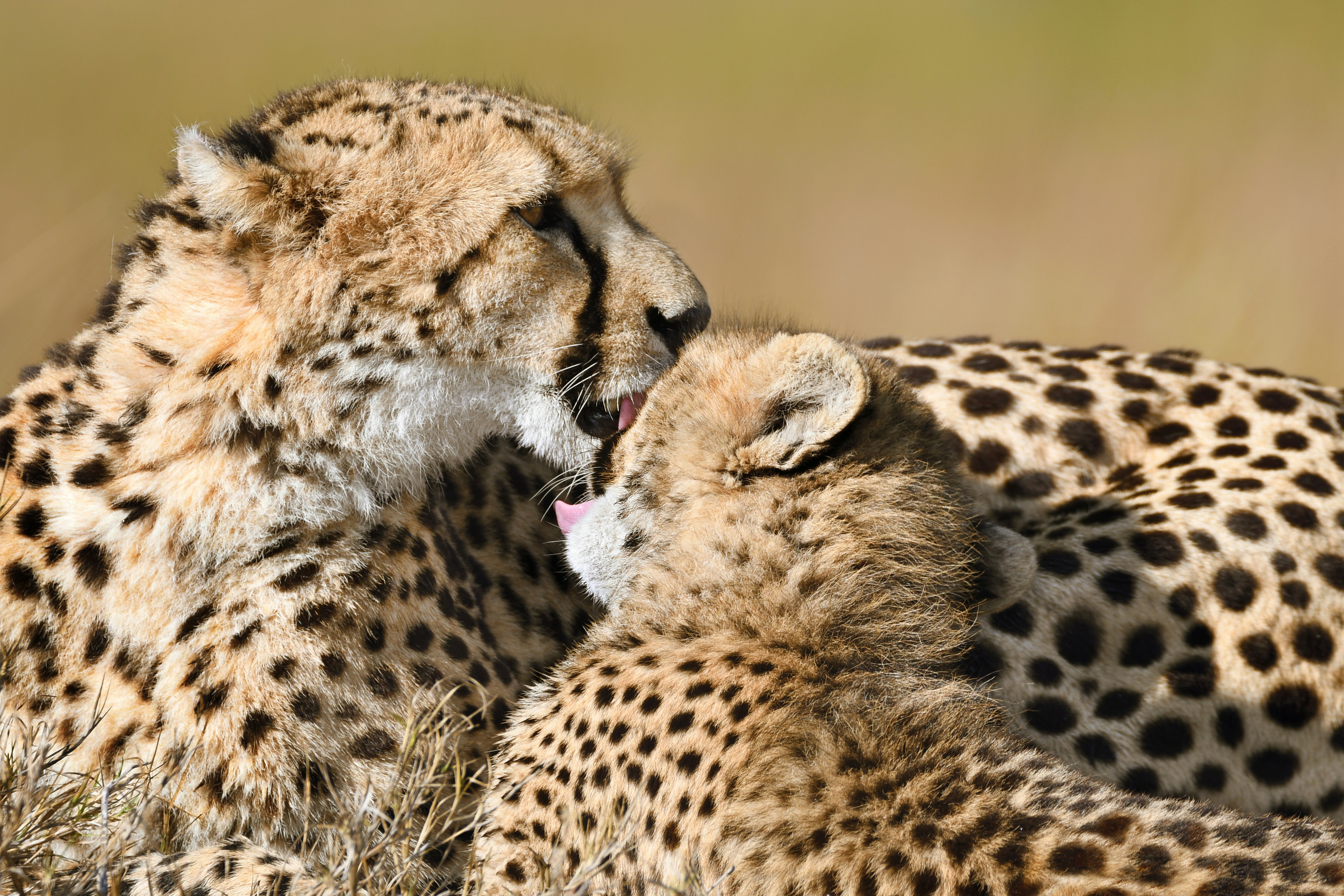 Mother cheetah grooms her cub in the savanna.