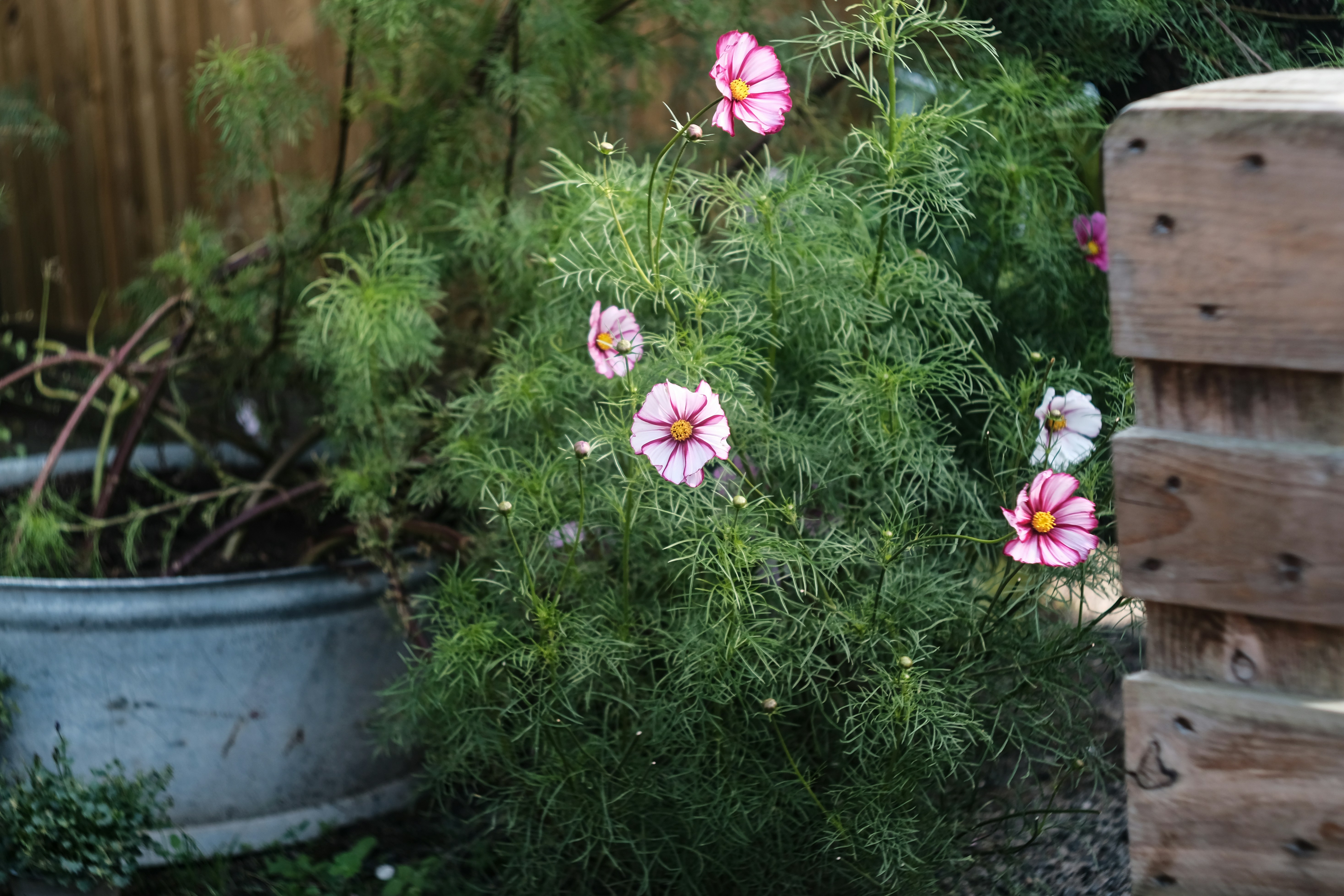 Pink and white cosmos flowers blooming on a bush.