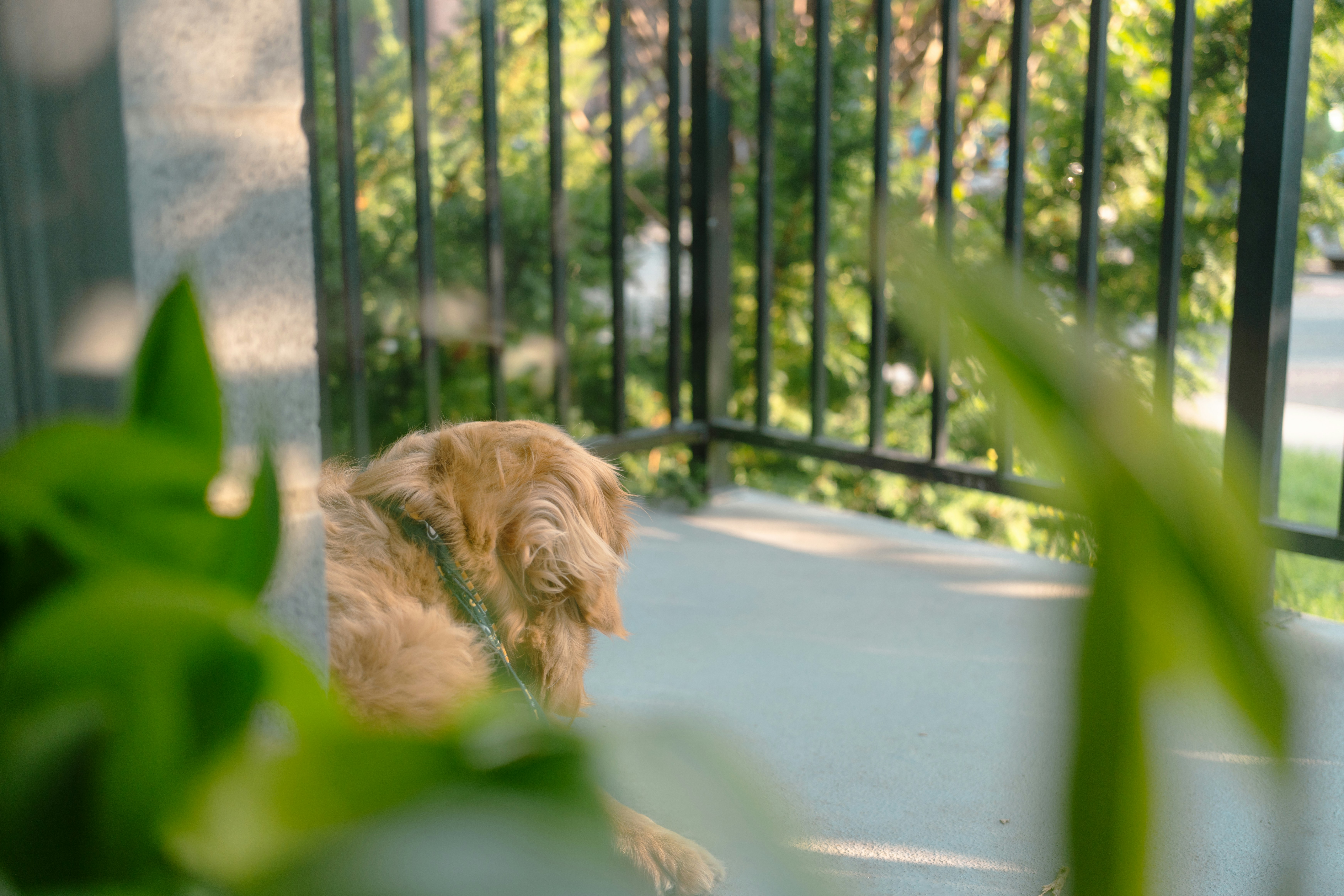pet friendly apartment amenity with a dog in a common area
