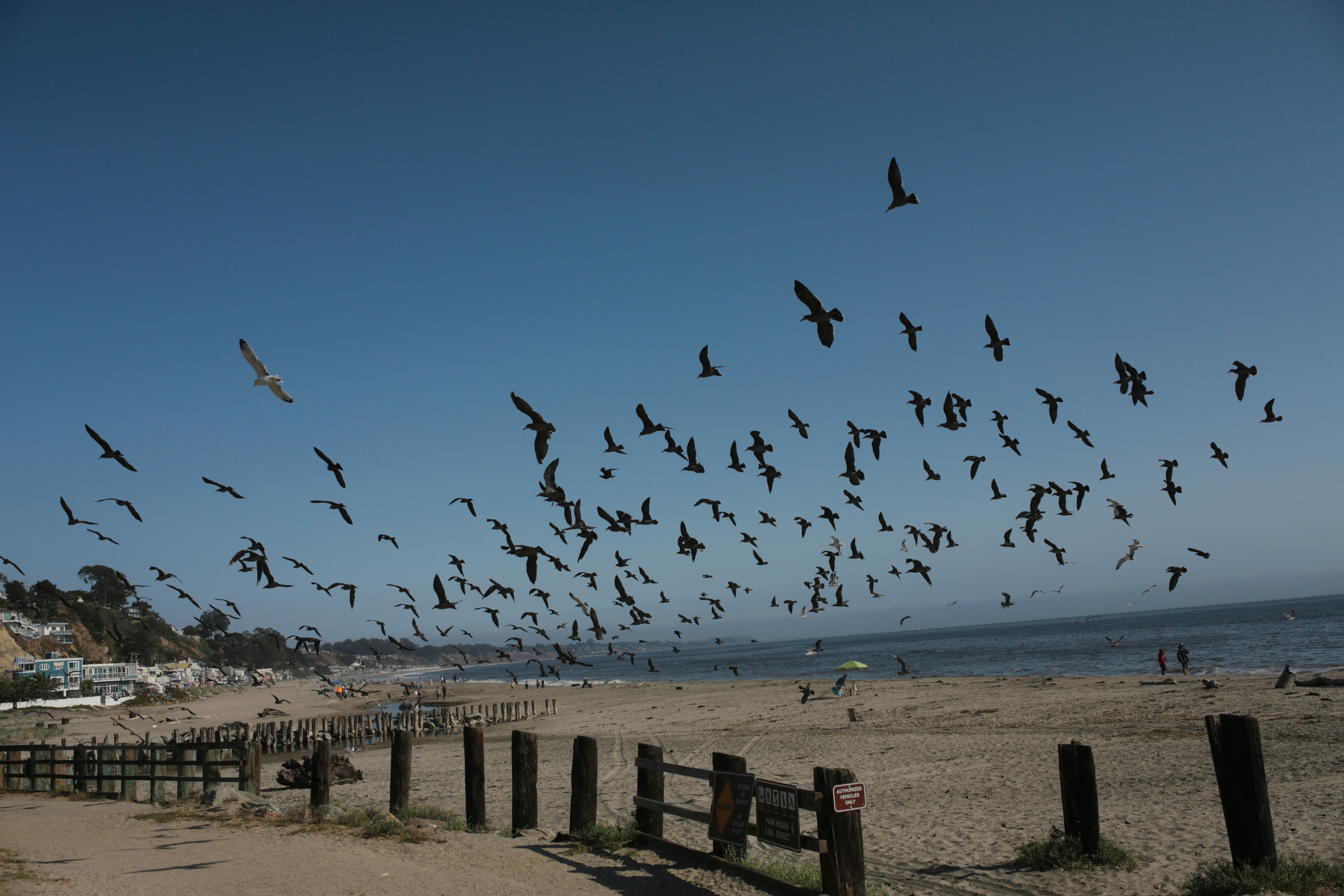 Flock of birds flying over a sandy beach. photo – Free Image on Unsplash