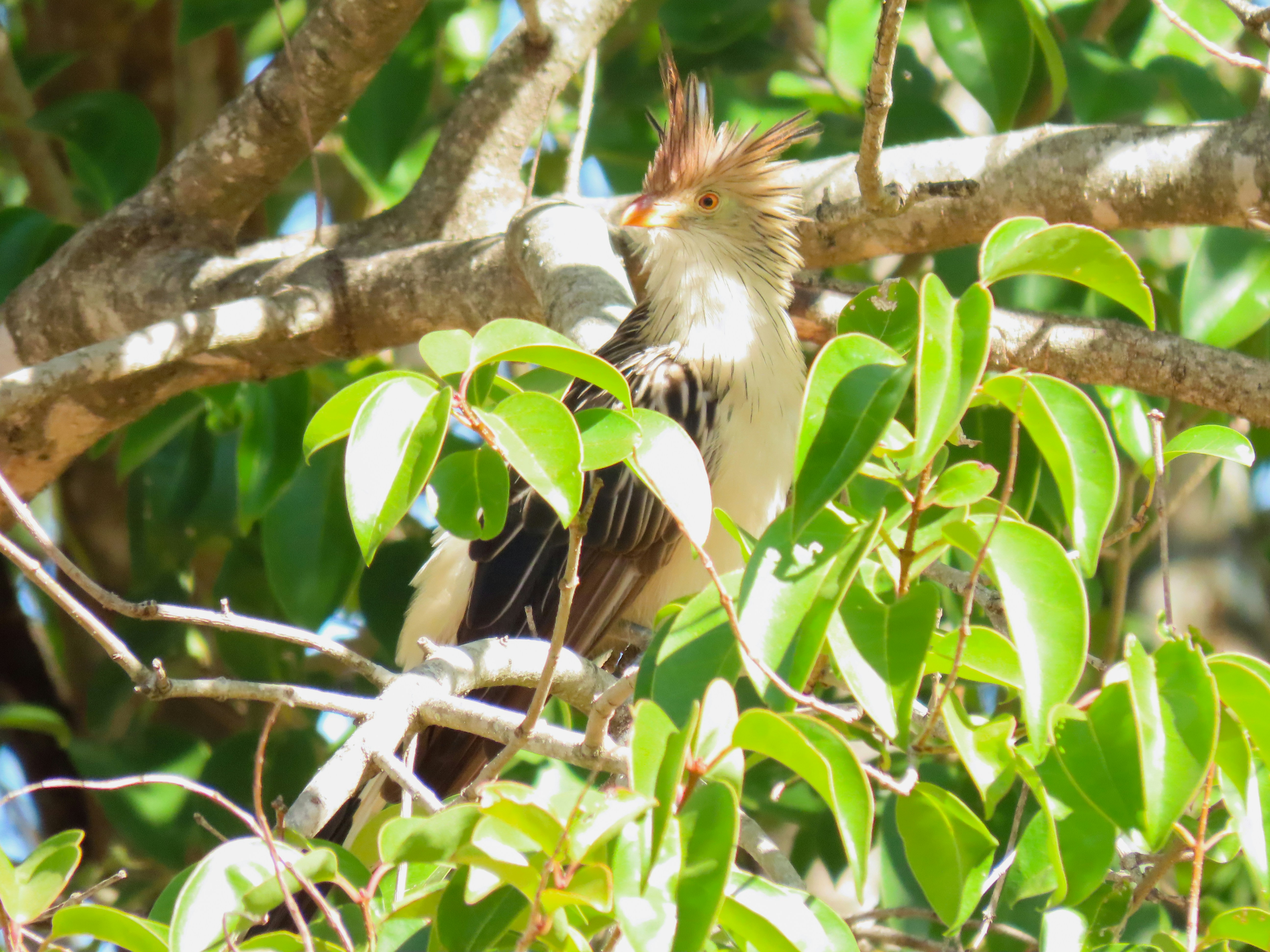 A bird with a crest sits among green leaves