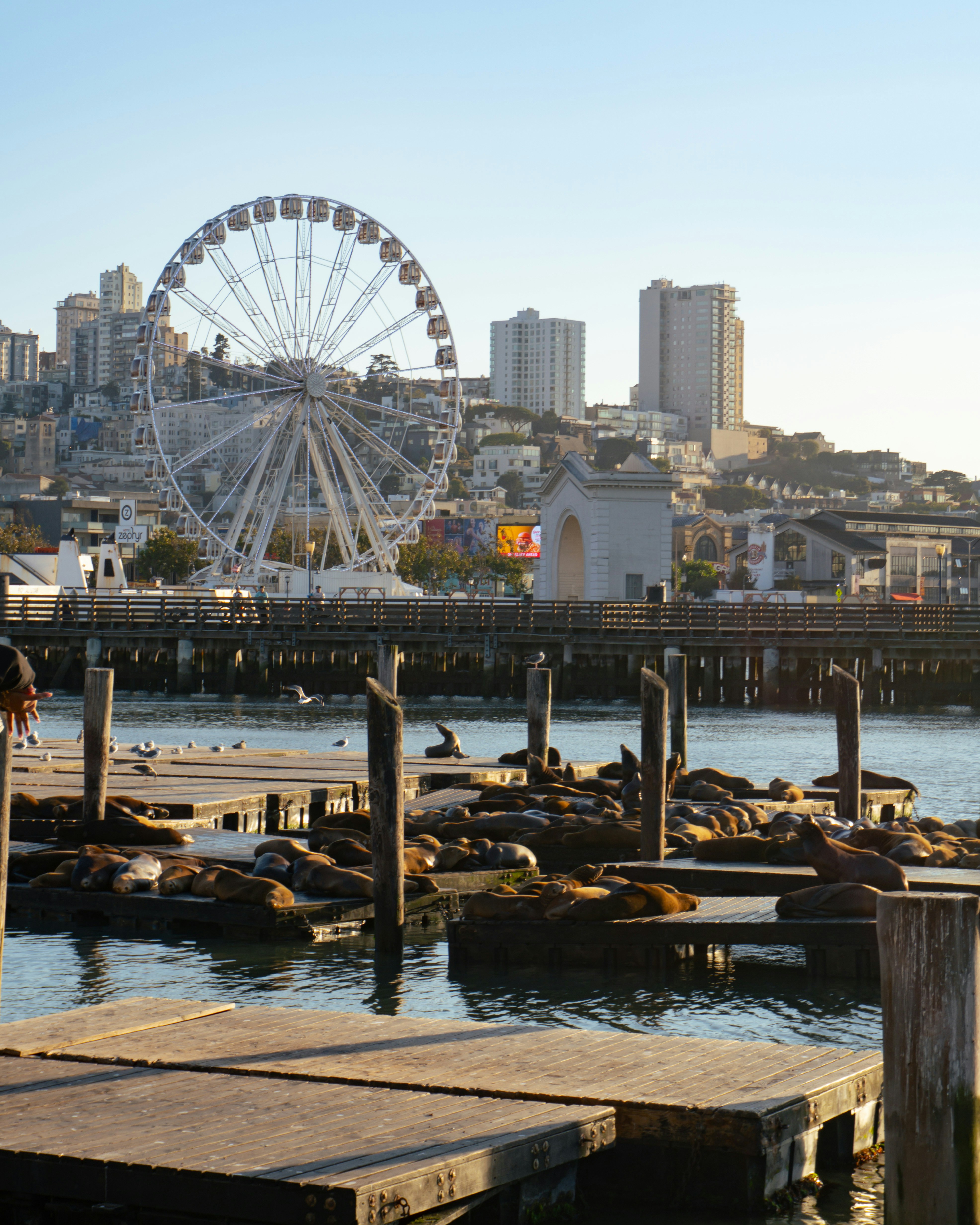 Sea lions rest on wooden docks with ferris wheel background.