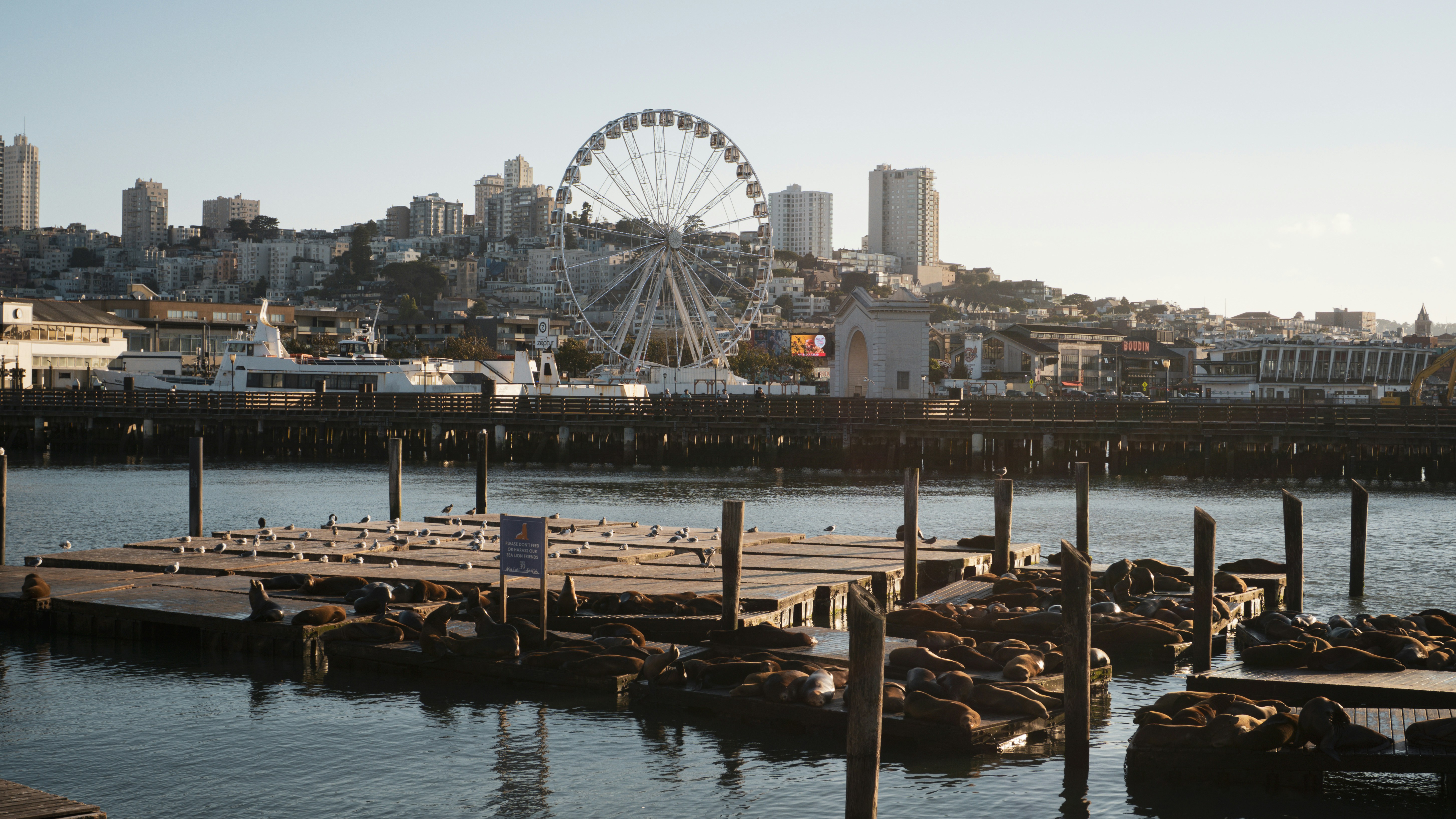 Seals lounging on docks with ferris wheel and city skyline.