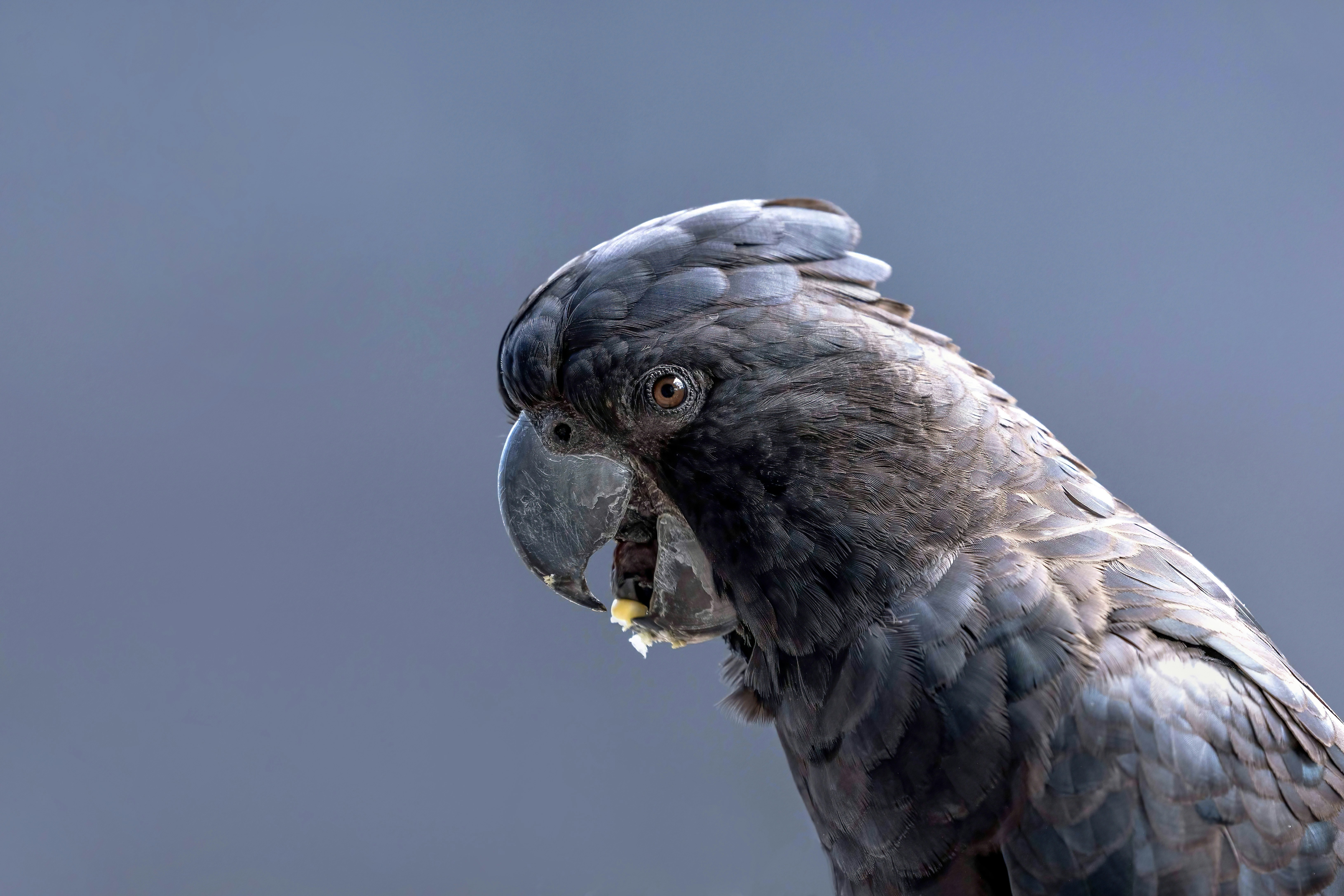 A Red-tailed Black Cockatoo eating corn.