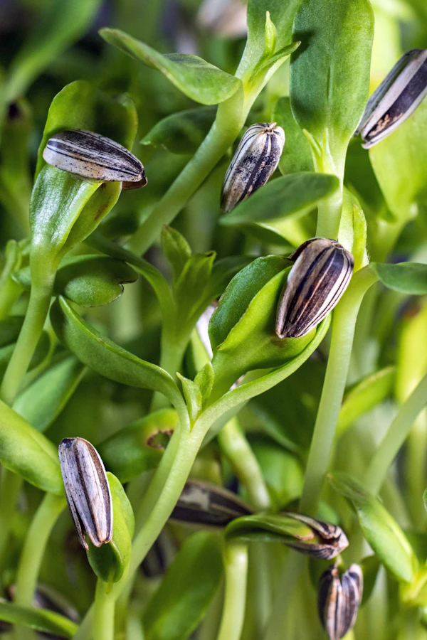Sunflower shoots