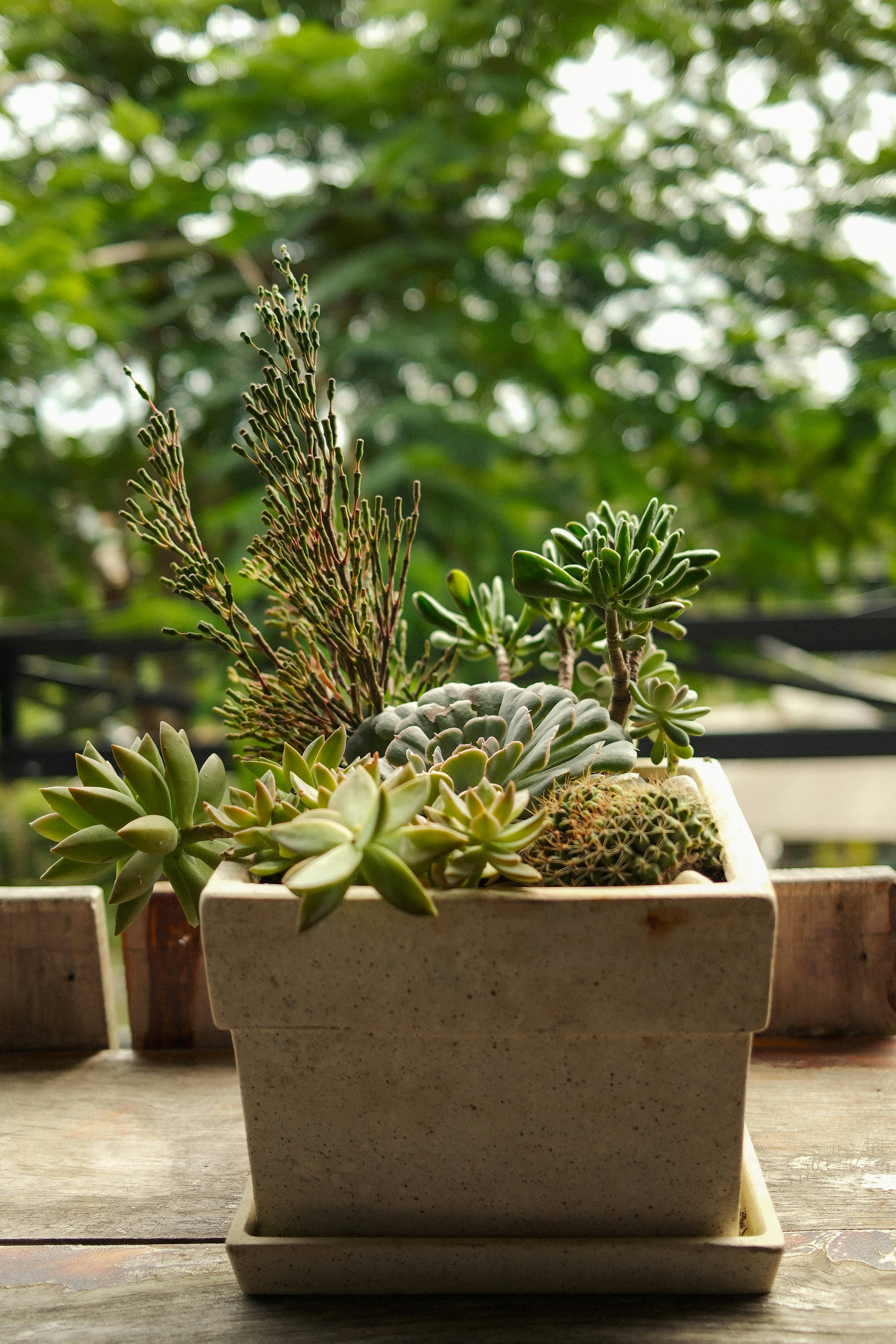 Photo by thanhsoledas