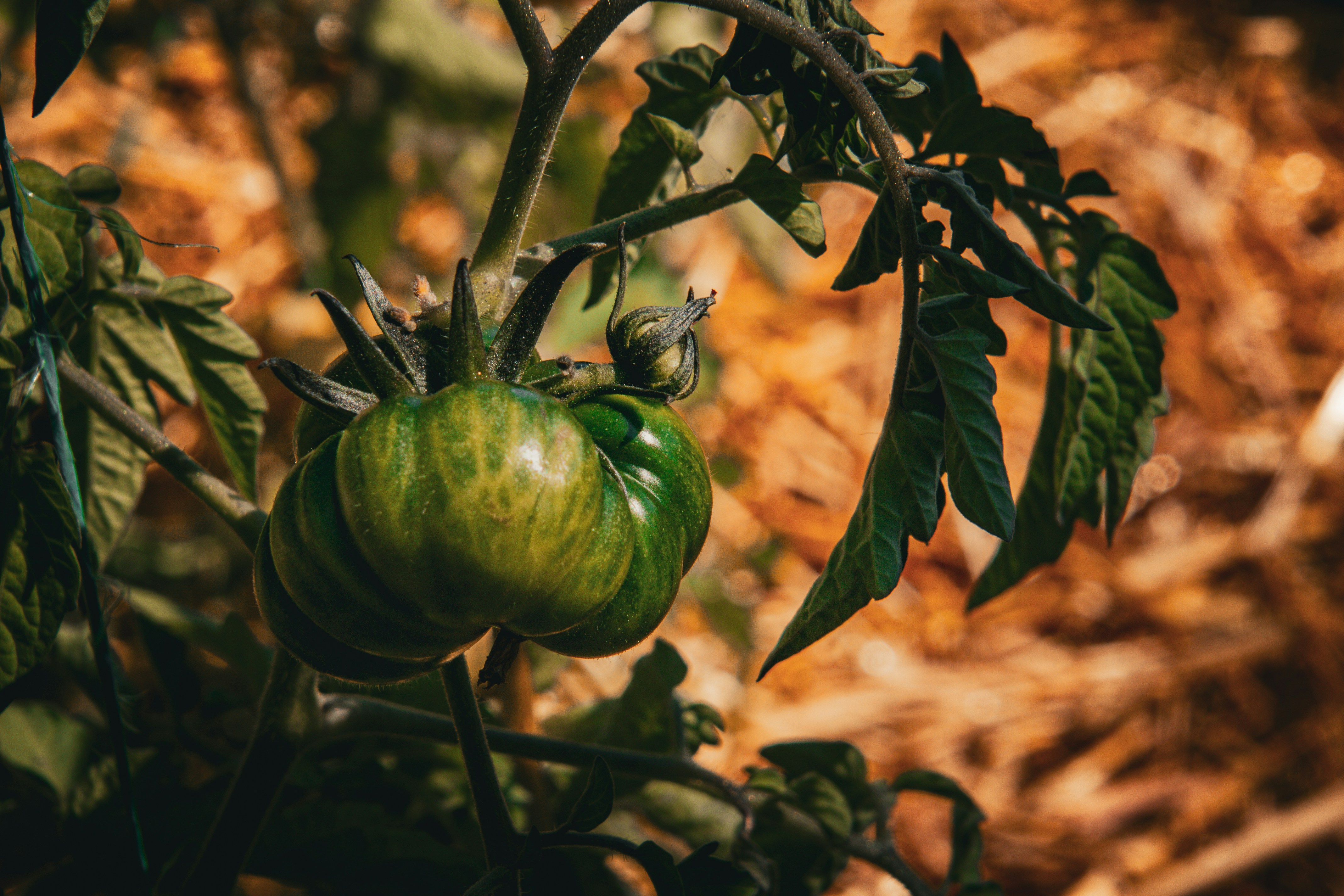 Photo by anthonyaird