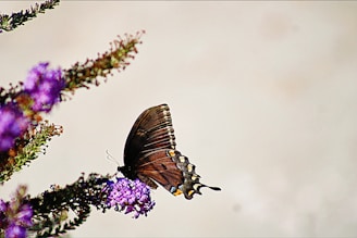 A brown butterfly rests on a purple flower.
