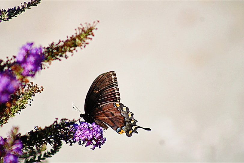 A brown butterfly rests on a purple flower.