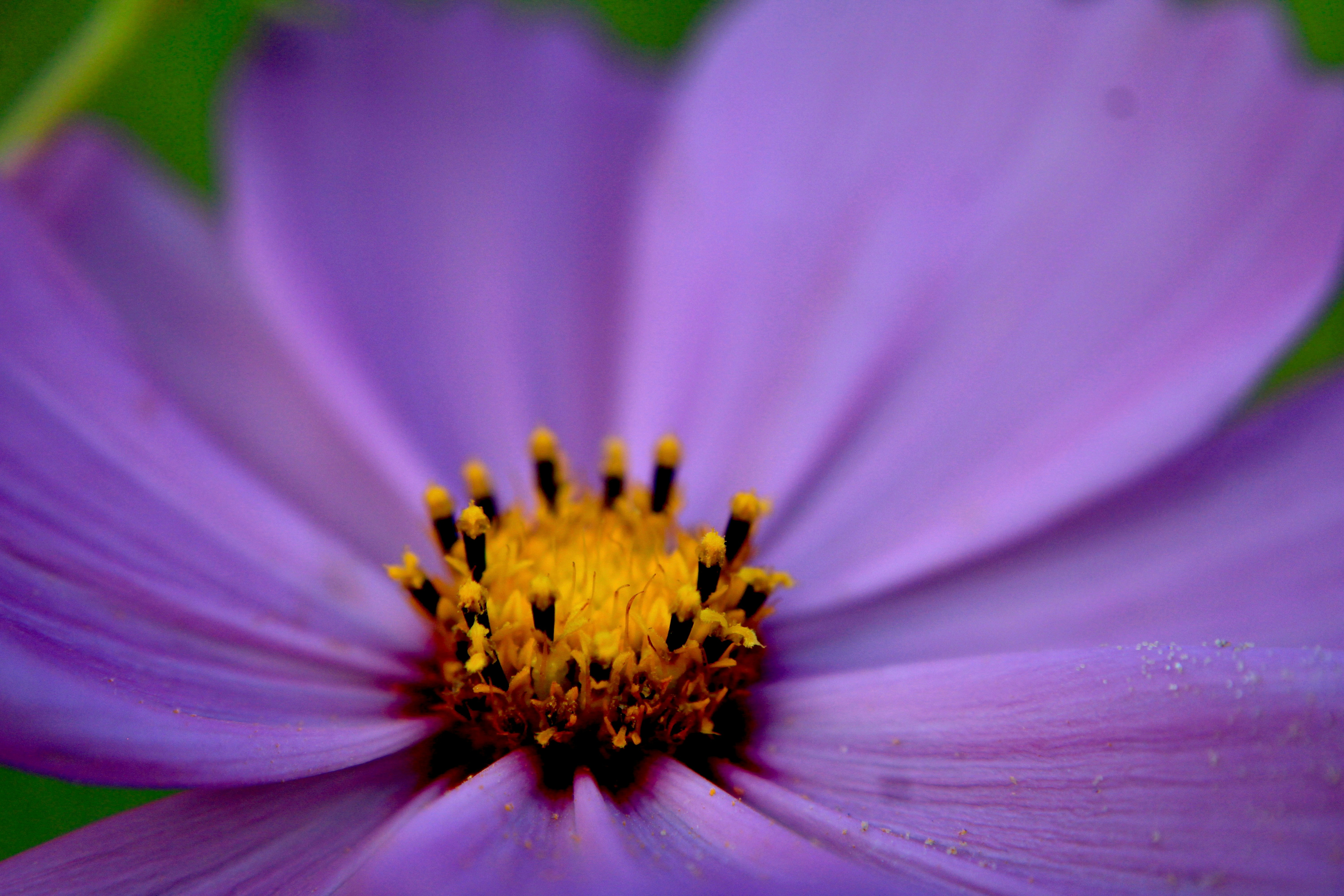 Photo by lisa_duqlaw