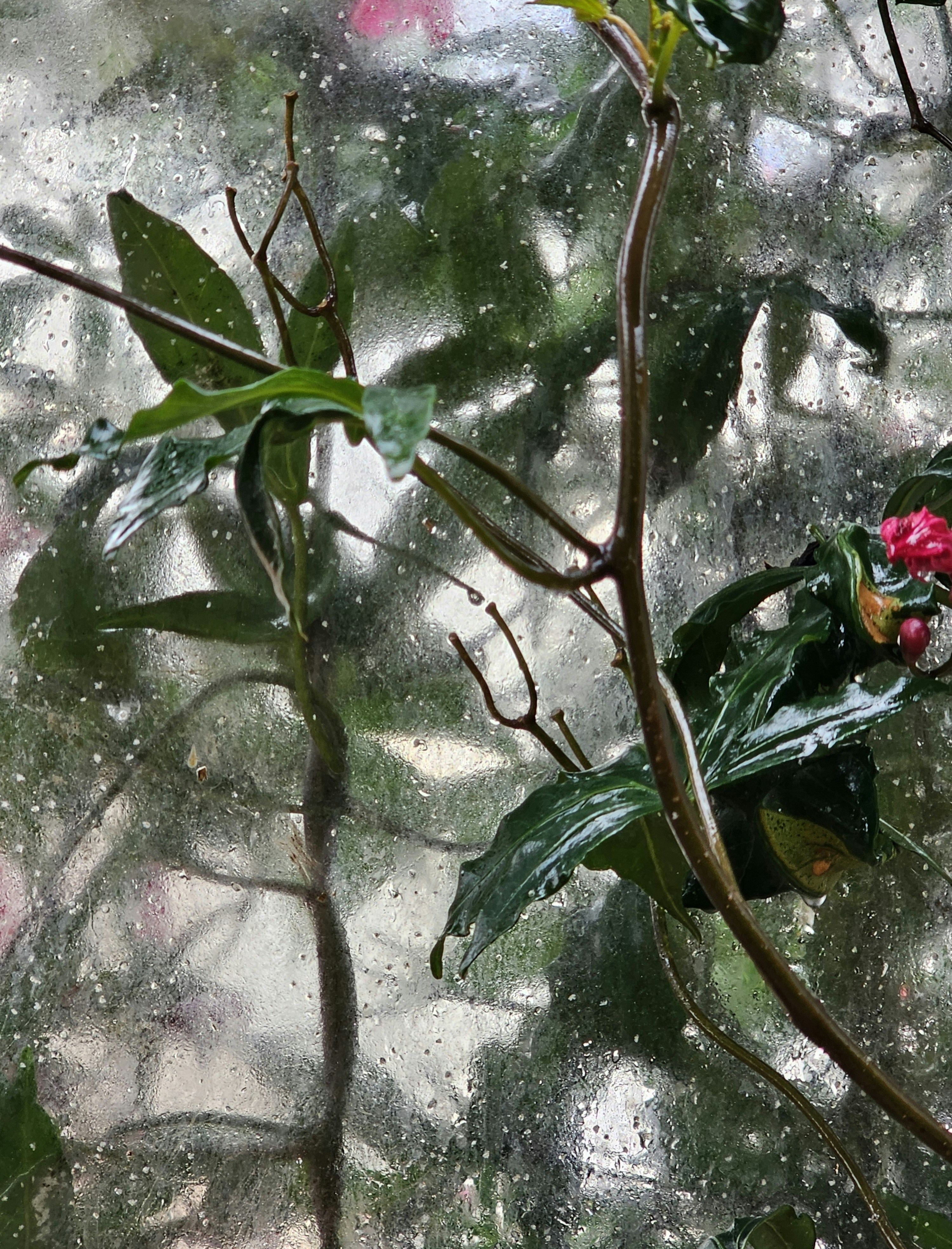 Raindrops on a window with green plants visible.