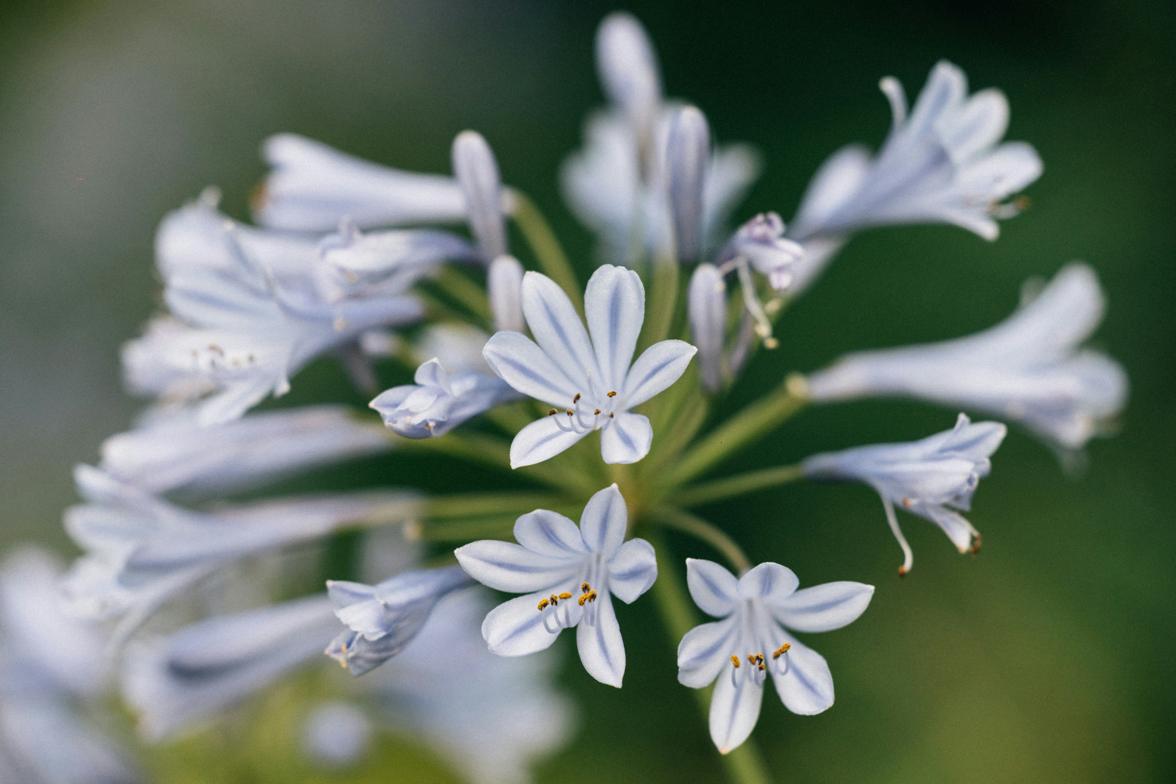 Photo by tsuyoshikozu