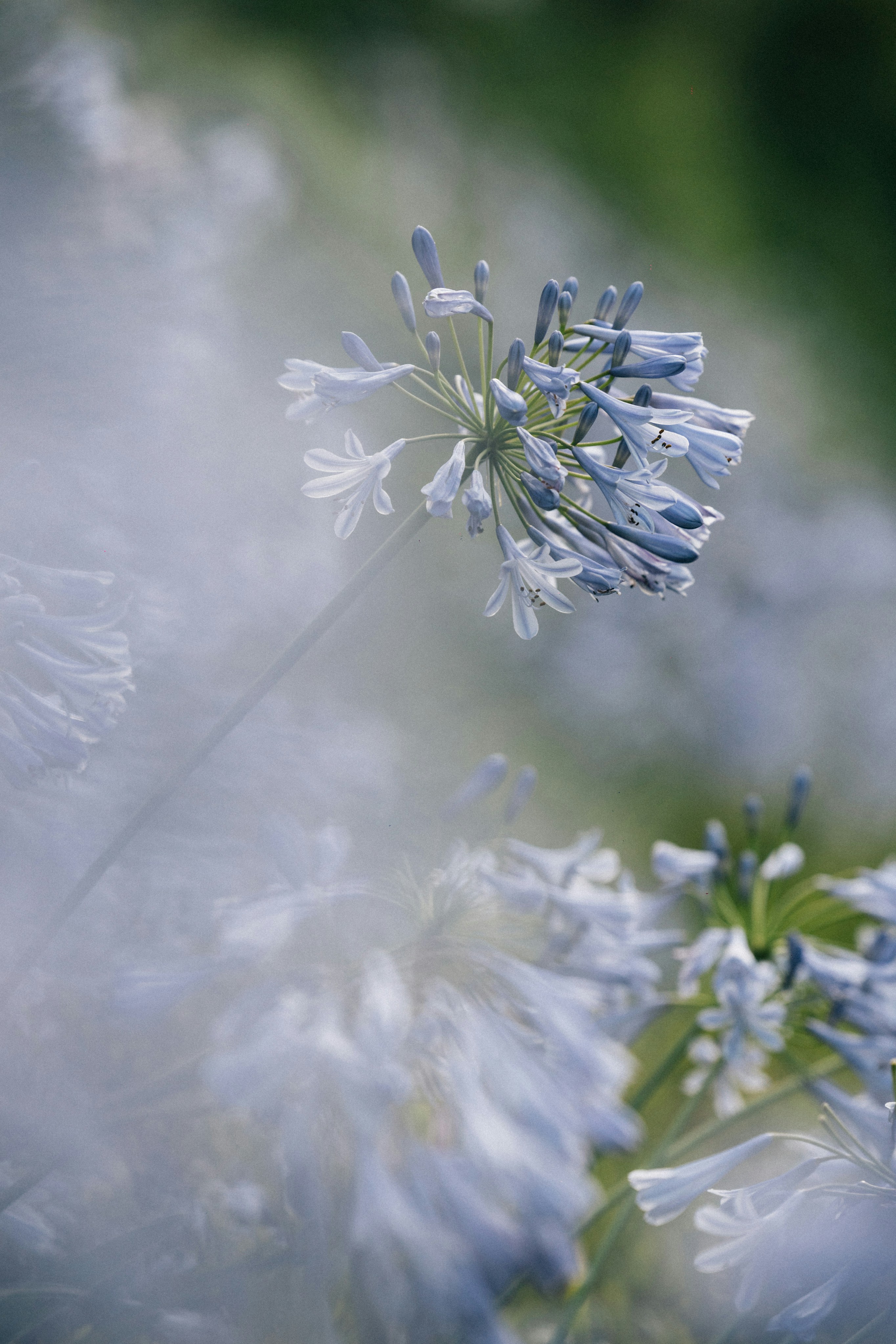 Photo by tsuyoshikozu