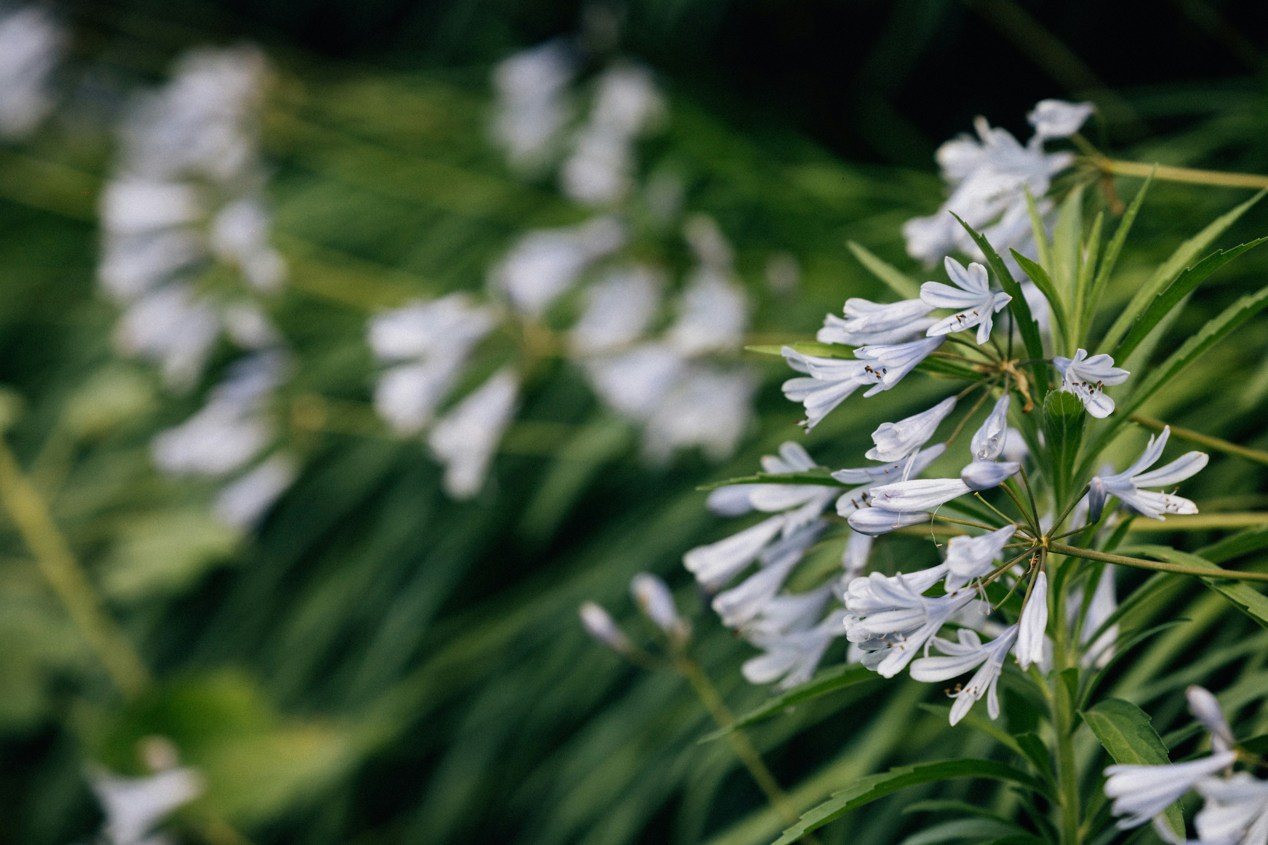 Photo by tsuyoshikozu