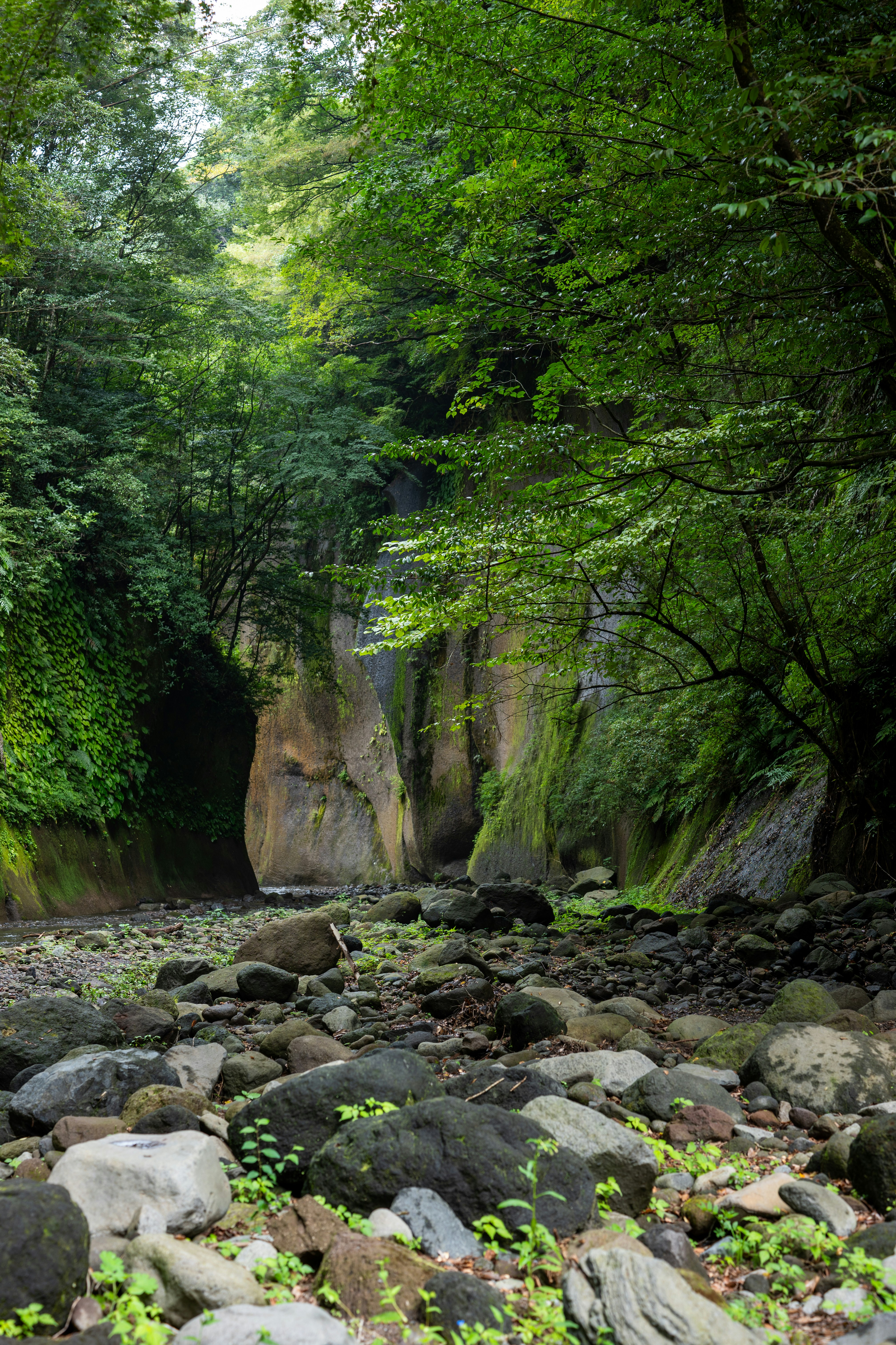 Rocky riverbed in a lush green canyon photo – Free Image on Unsplash