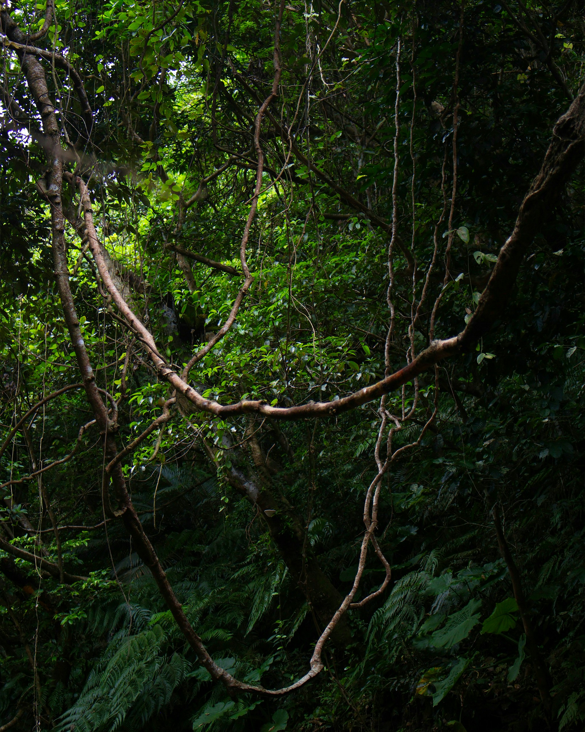 SDGsと再生可能エネルギー：沖縄企業の環境貢献