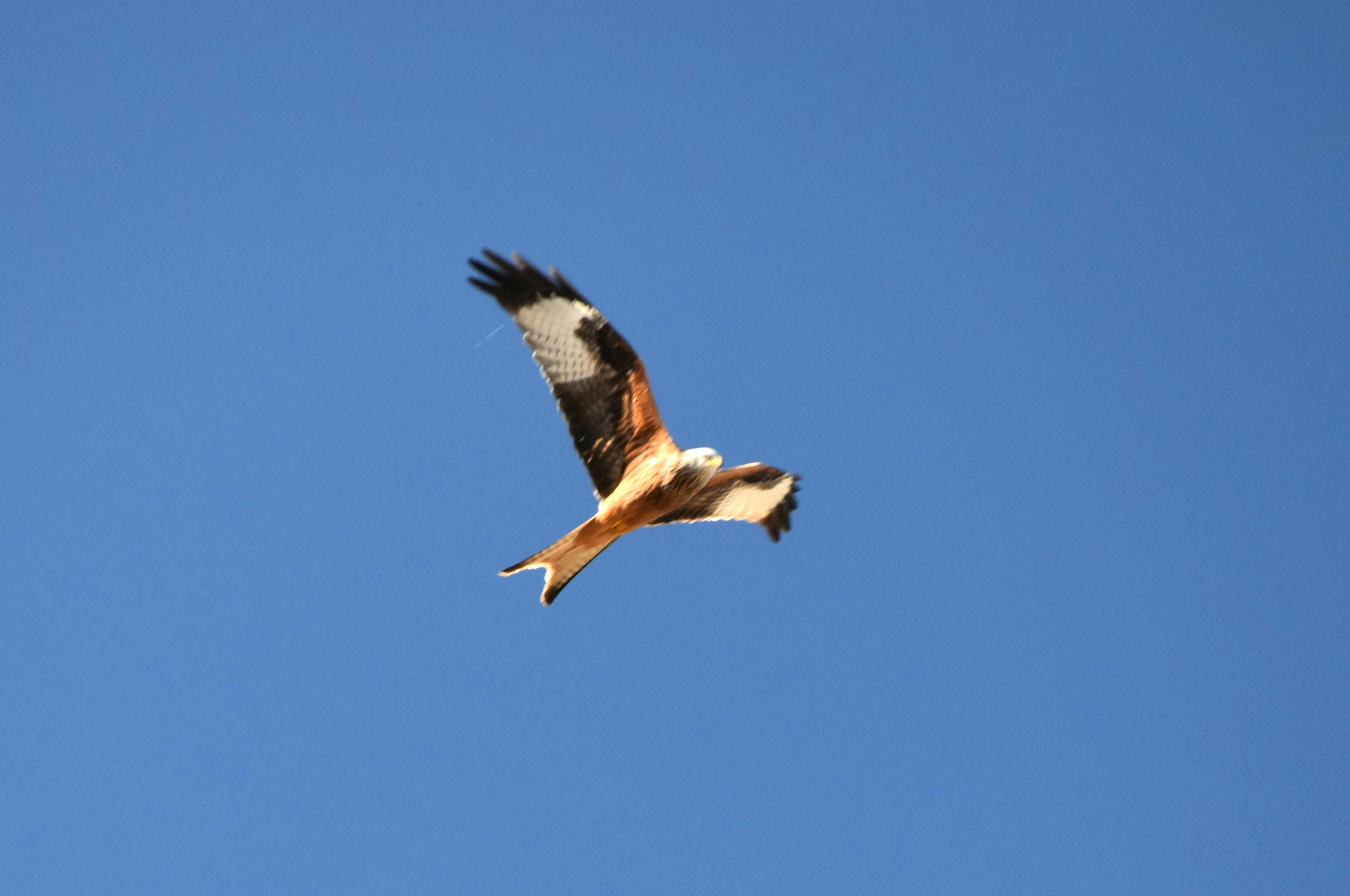 Photo by danielelarosa