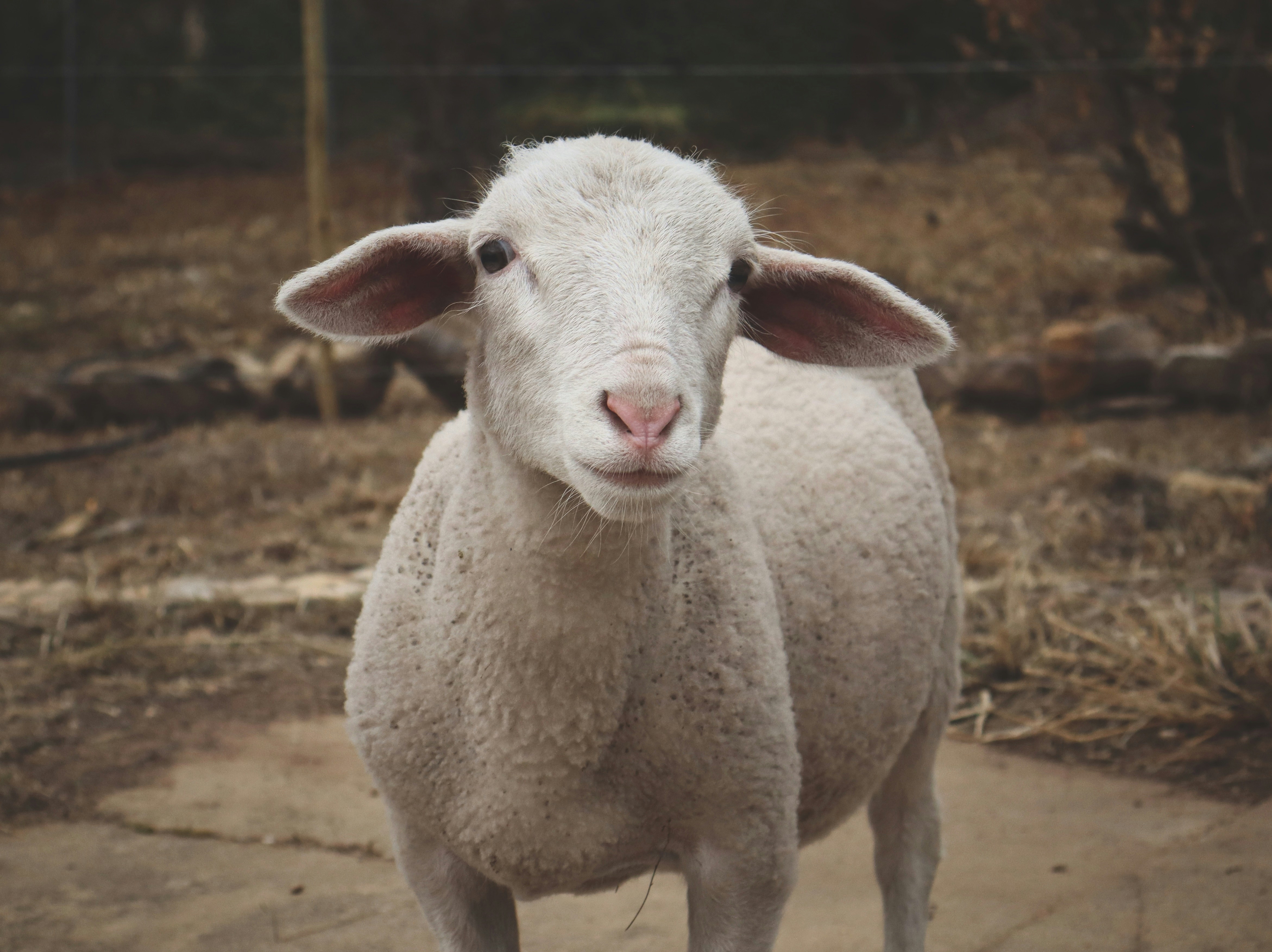 Photo by spoachthedog