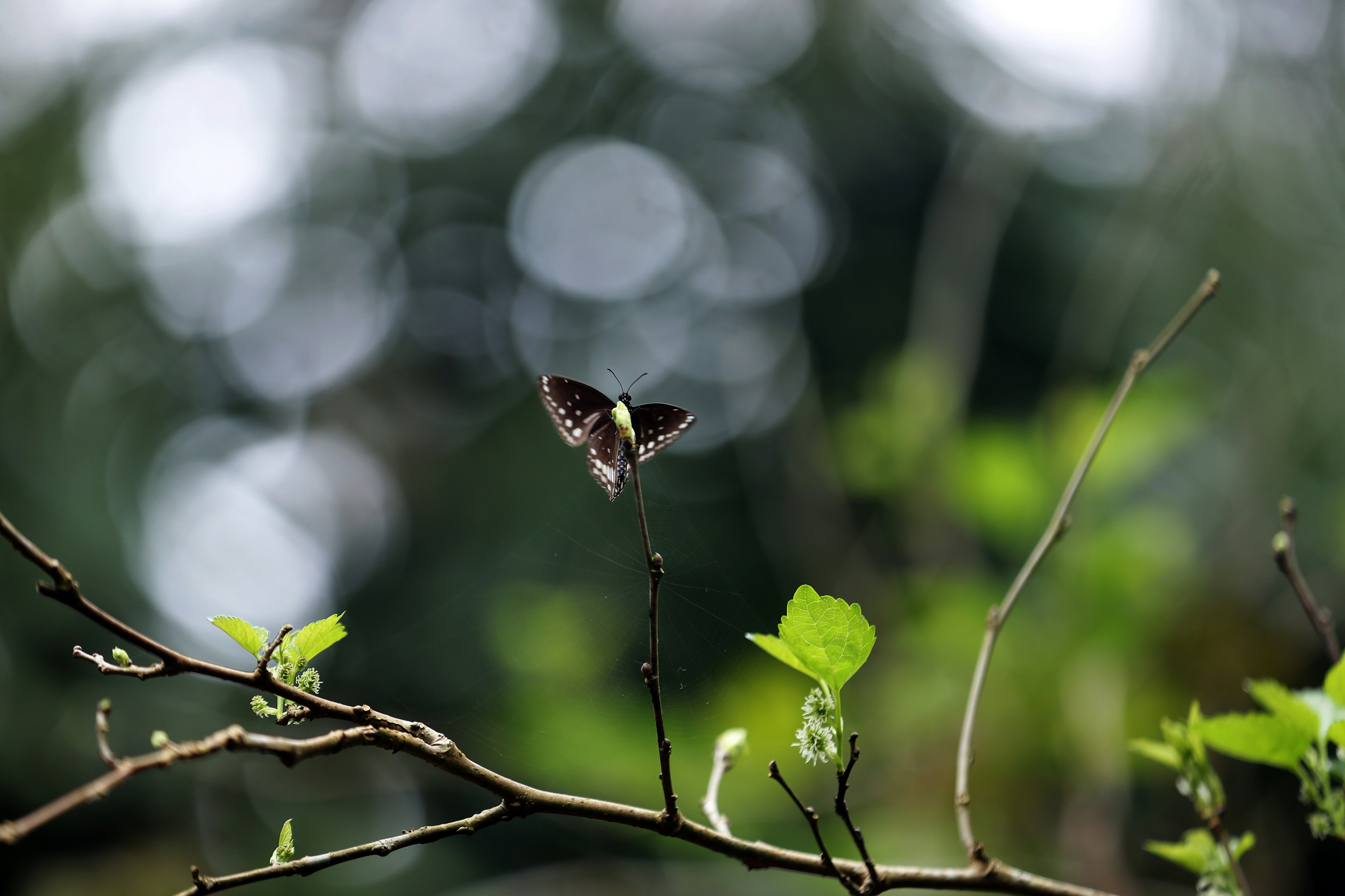 Photo by albertroyishere