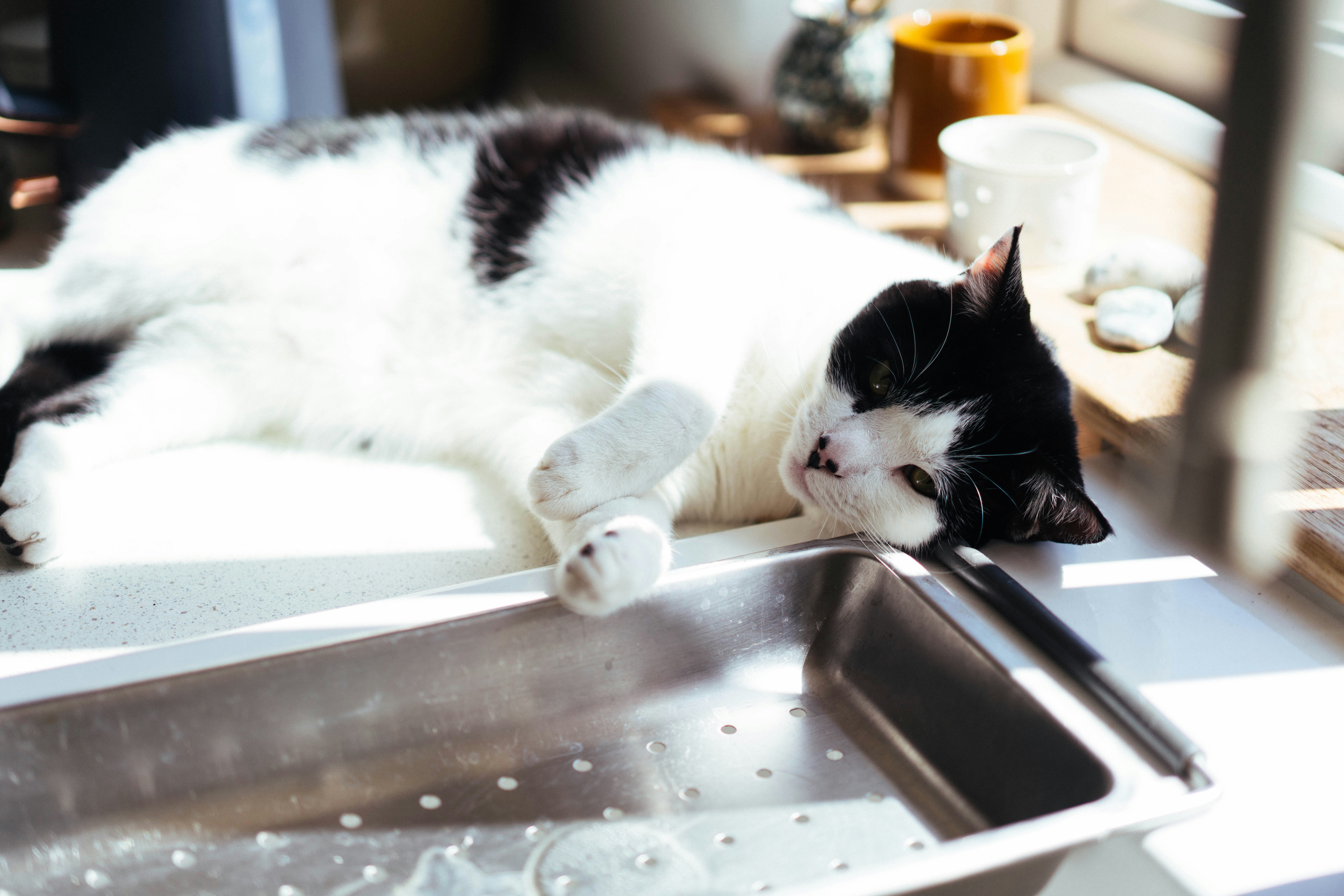 10 Cat Health Tips for Safe Wet and Dry Food Mixing