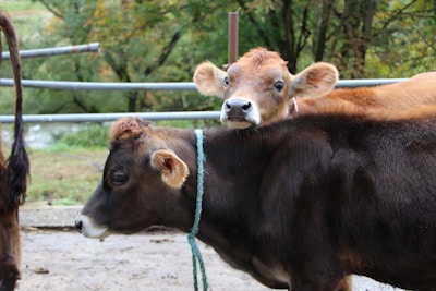 Two cows in a fenced enclosure outdoors